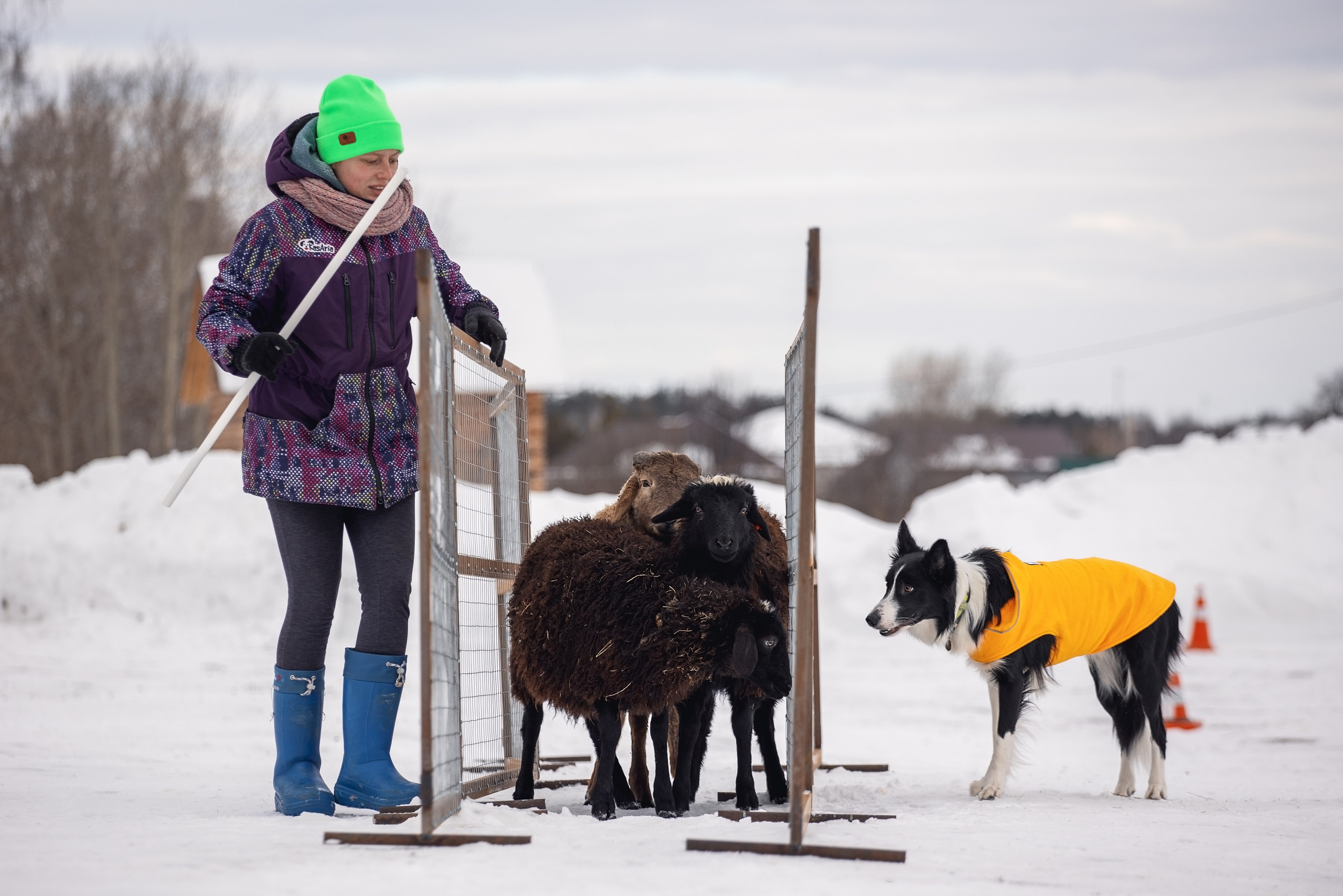 Татьяна и Ран. YULA KOLESOVA | Фотограф — Анималист | Художник | Тюмень