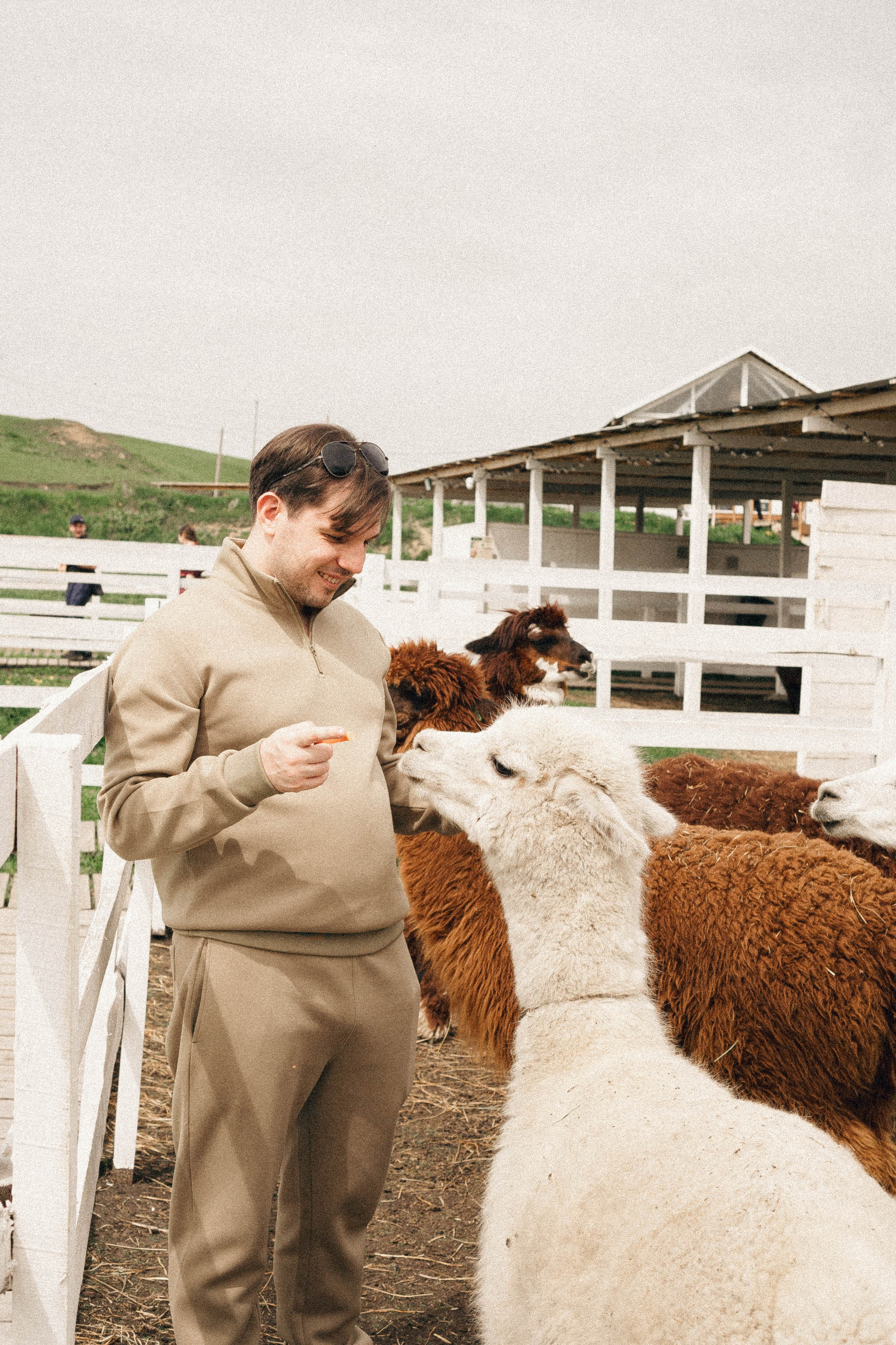 Ферма Альпак. Профессиональный фотограф, Санкт-Петербург — Виктория Богомолова