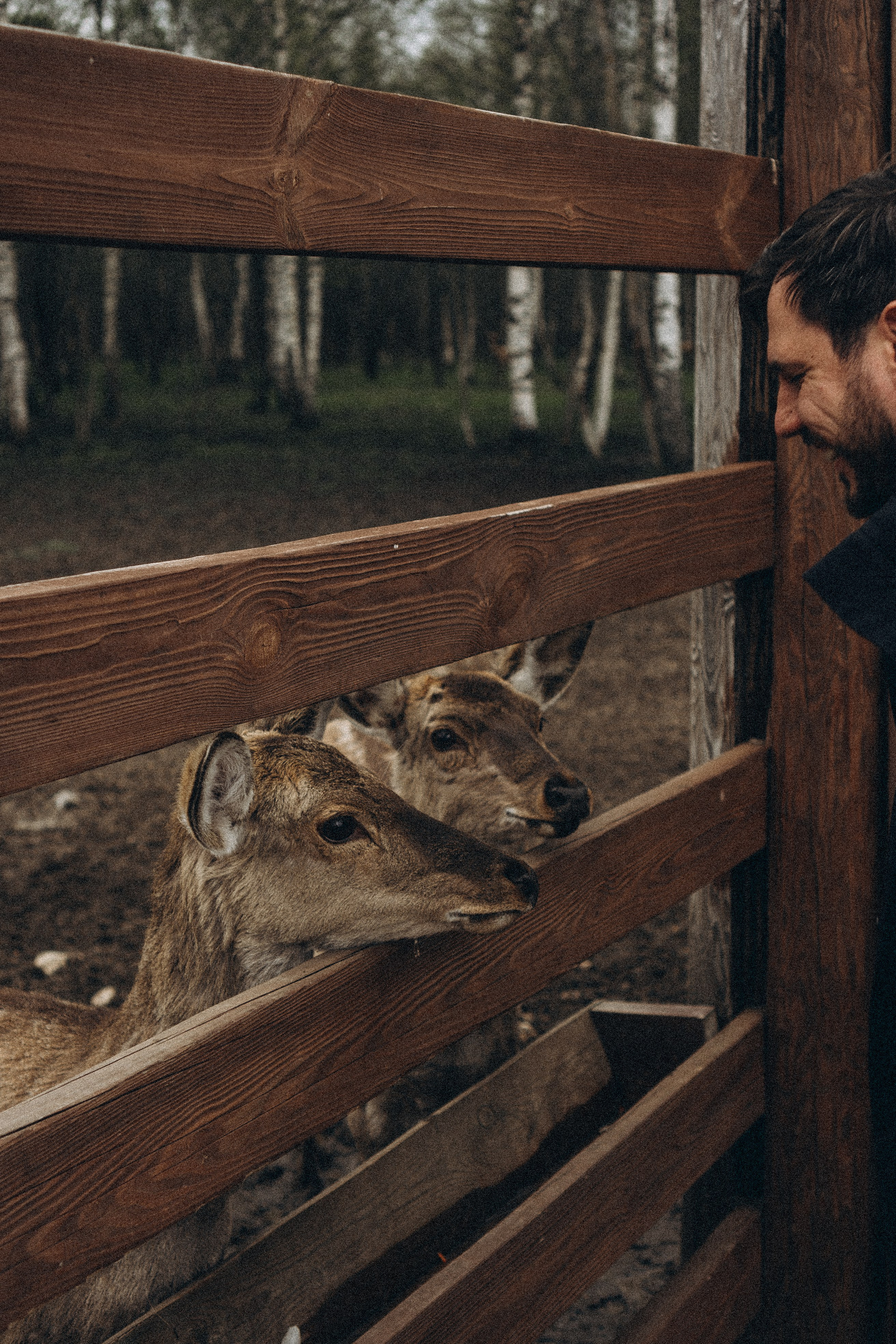 ОЛЕНЬЯ ФЕРМА В ТВЕРИ. Профессиональный фотограф, Санкт-Петербург — Виктория Богомолова