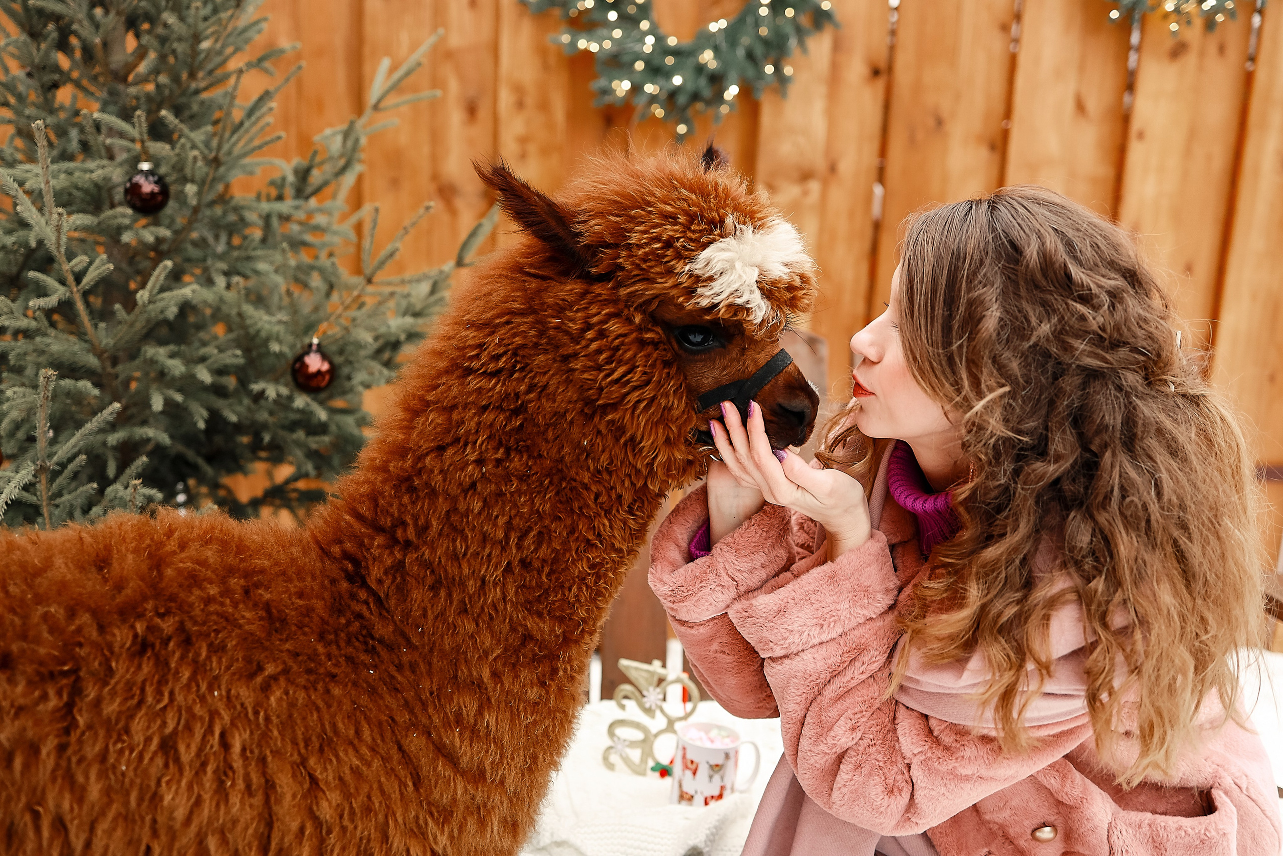 Фотосессия с Альпакой. Иванова Ирина Свадебный и семейный фотограф г. Уфа