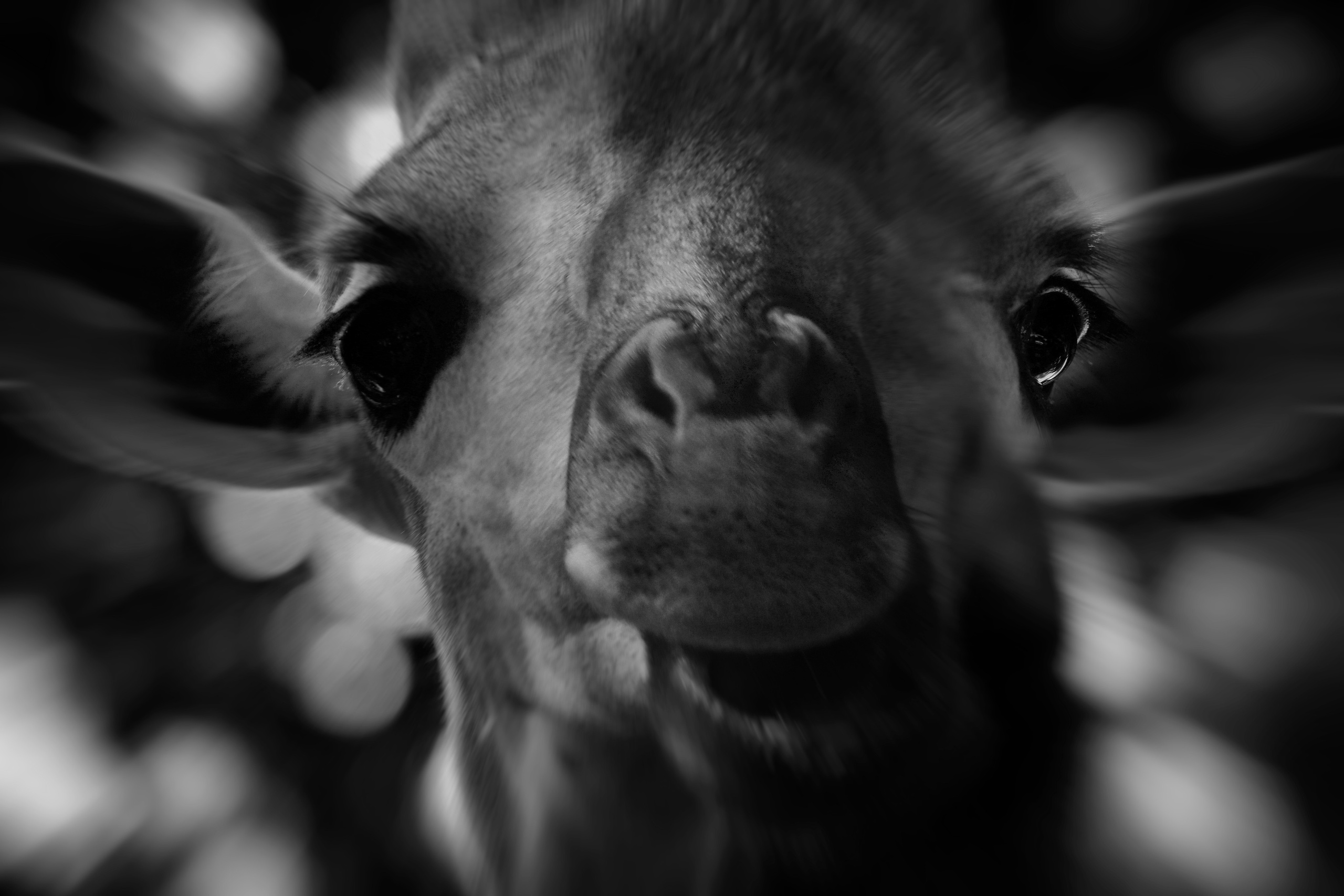 Melman the Giraffe interior photography high resolution print Буткин Butkin Philip Butkinas 