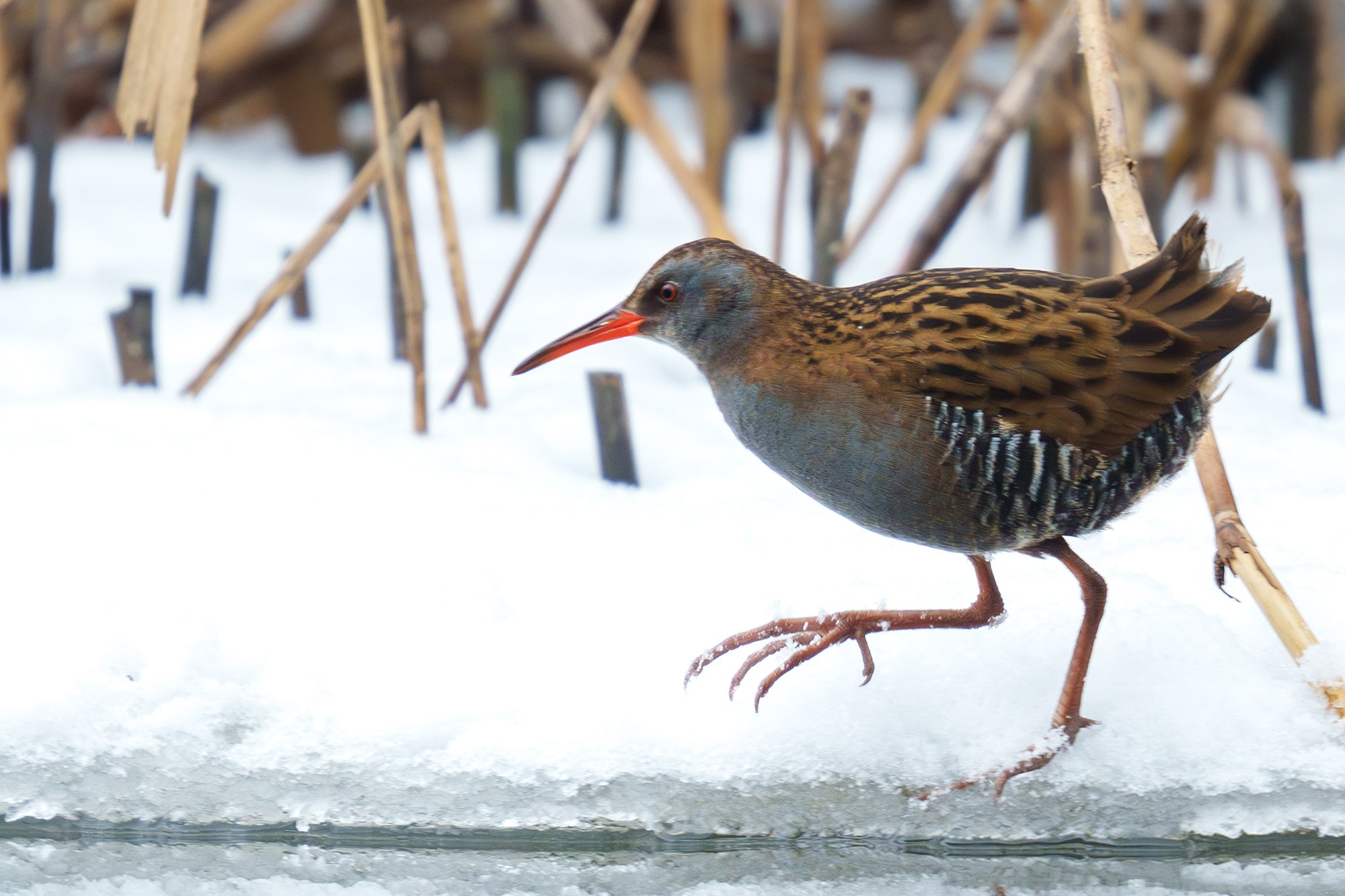 Удивительные мир птиц. Вокруг нас столько прекрасного — присмотритесь!. Ваш личный фотограф Марина Волкова