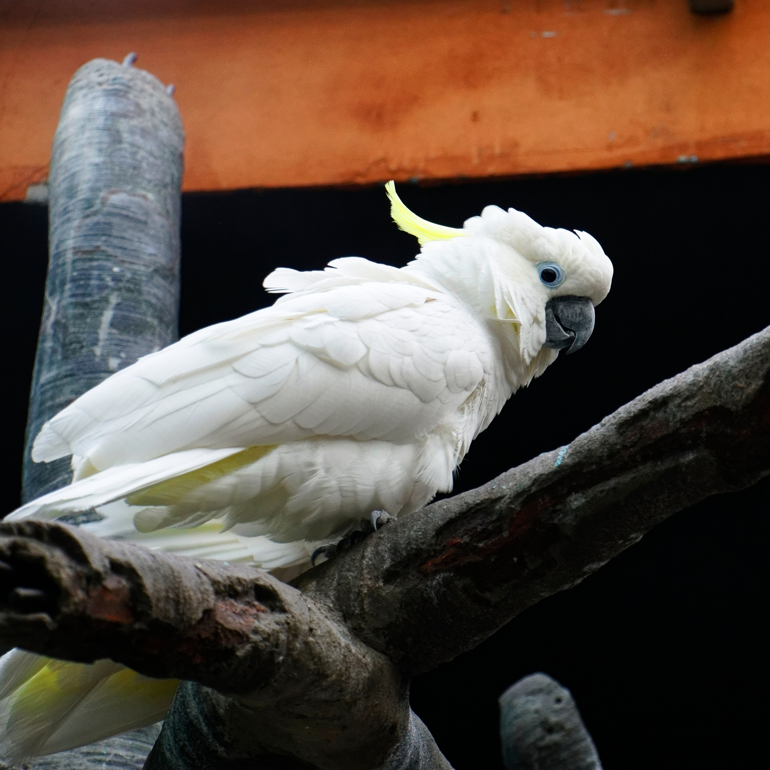 МОСКОВСКИЙ ЗООПАРК. Фотограф Владимир Роля