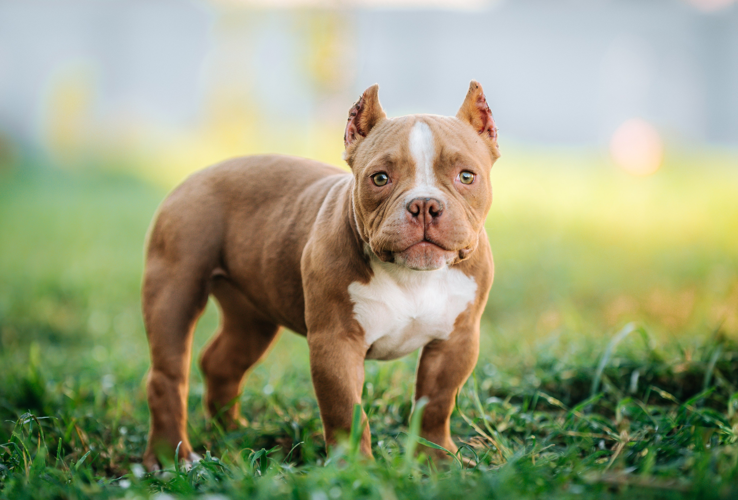 Американский булли щенки. Главная