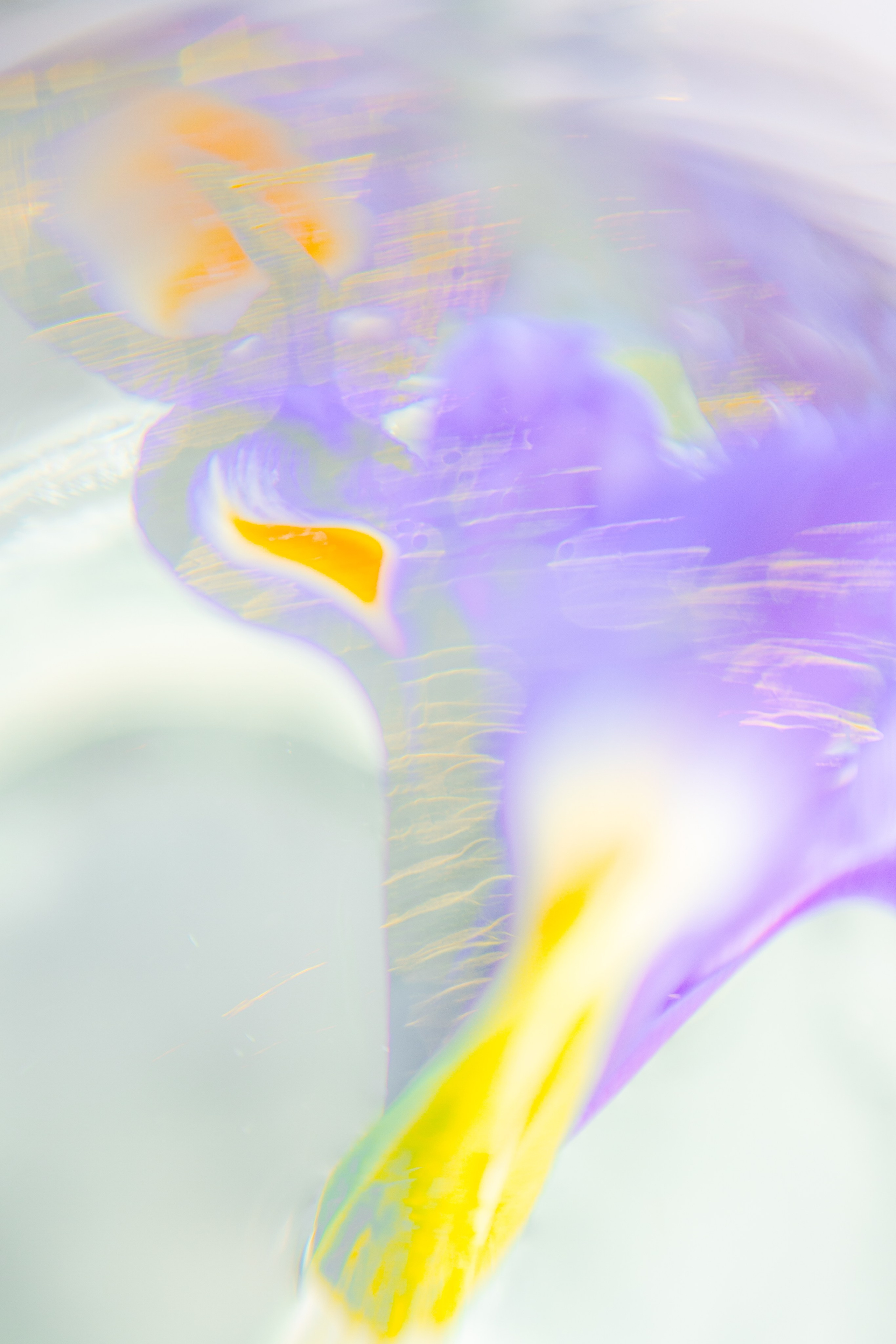 ЦВЕТА, 2025-2026. АННА ВЕРСО / ANNA VERSO | Визуальный художник / Visual artist