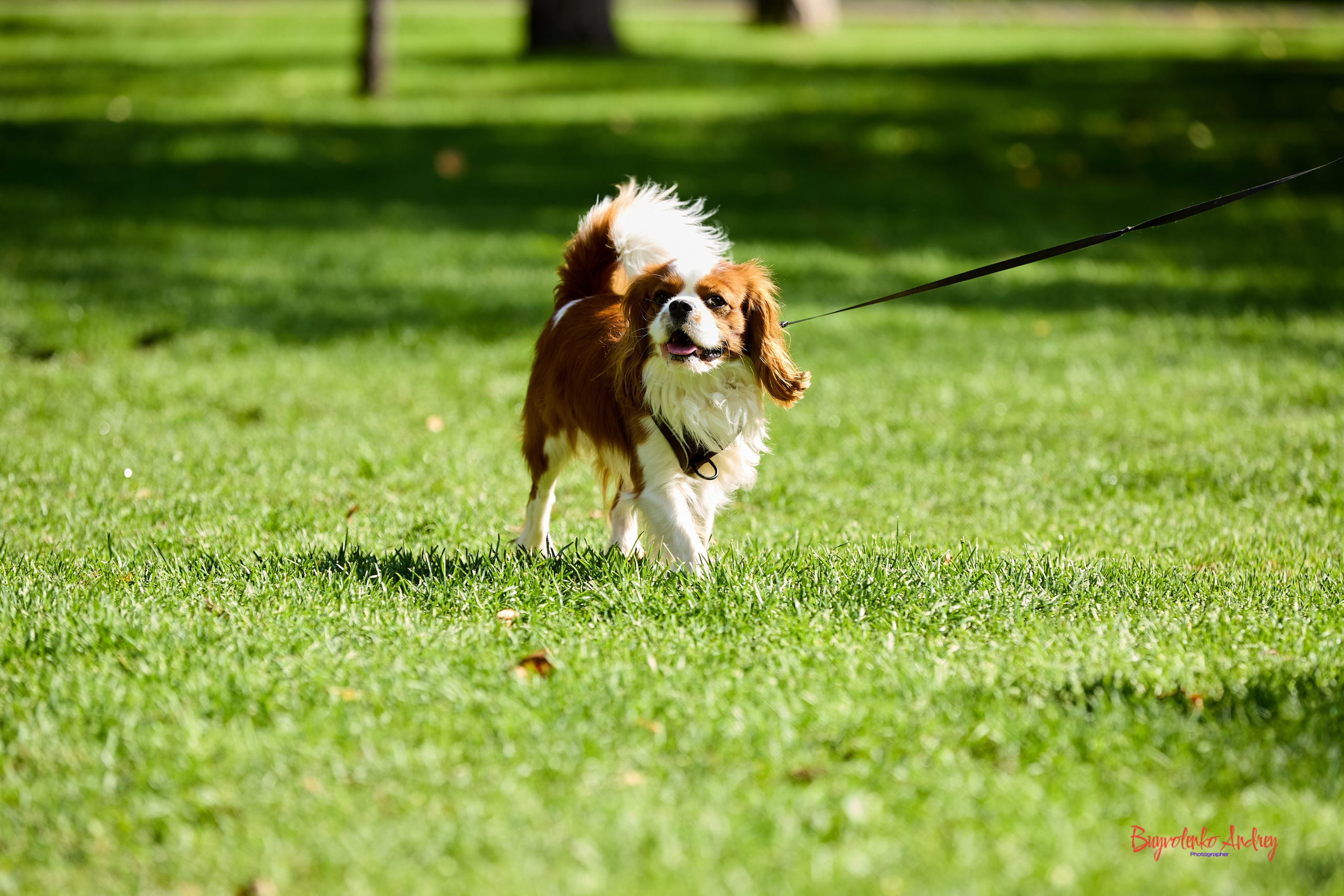 Фотопрогулка с кавалерами. Buyvolenko Andrey
