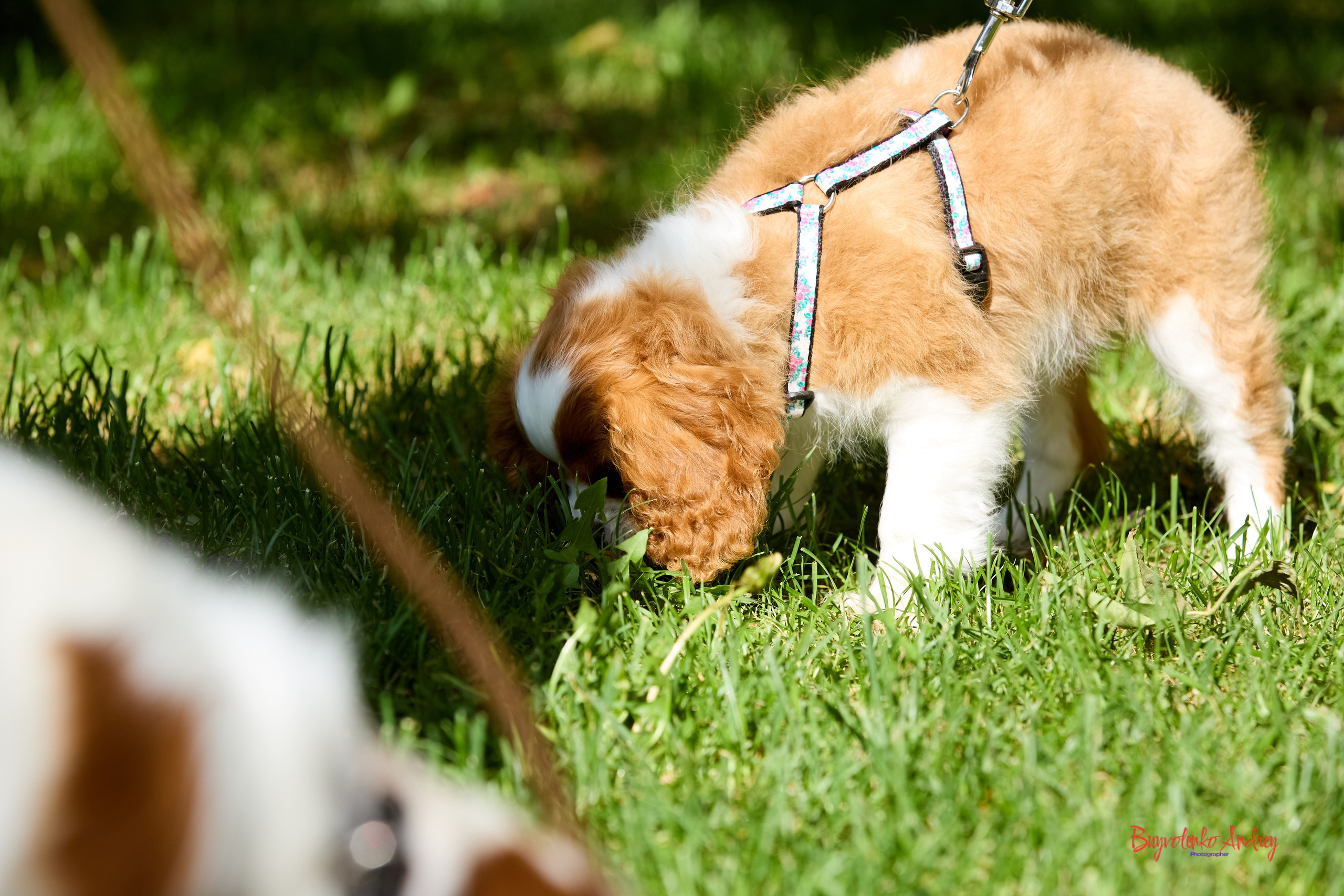 Фотопрогулка с кавалерами. Buyvolenko Andrey