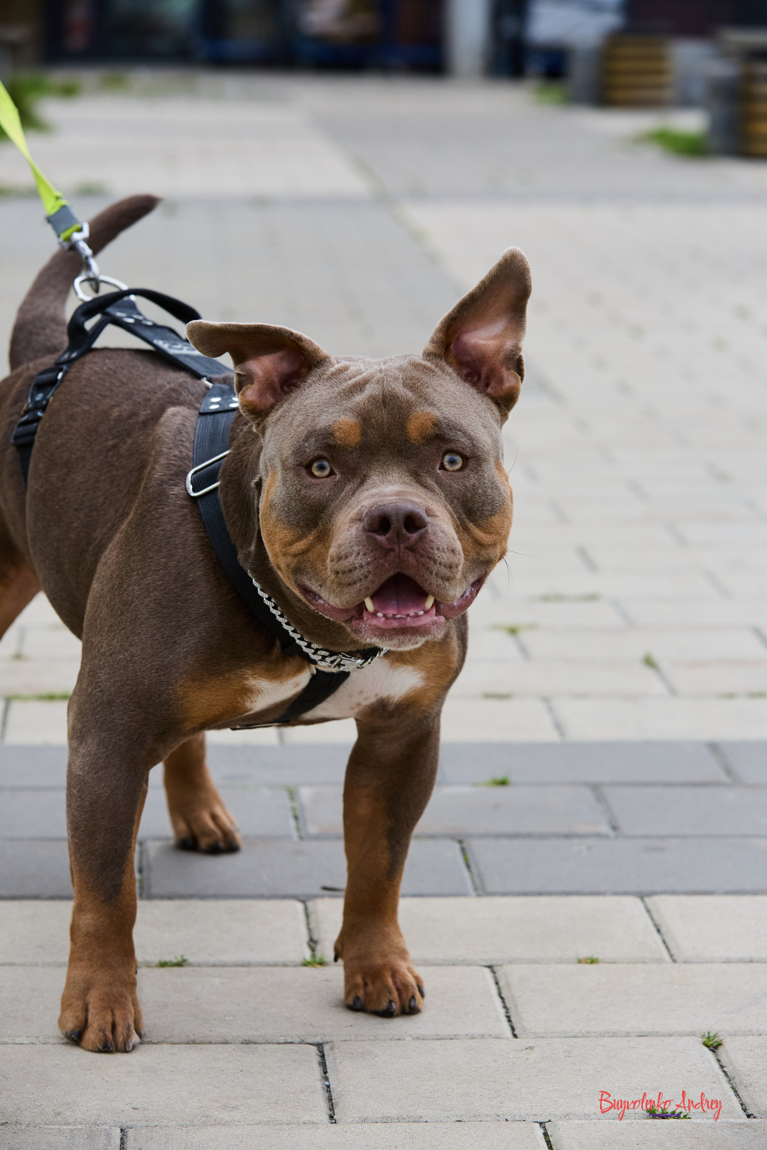 Проект фотопрогулка с хвостиком. Buyvolenko Andrey