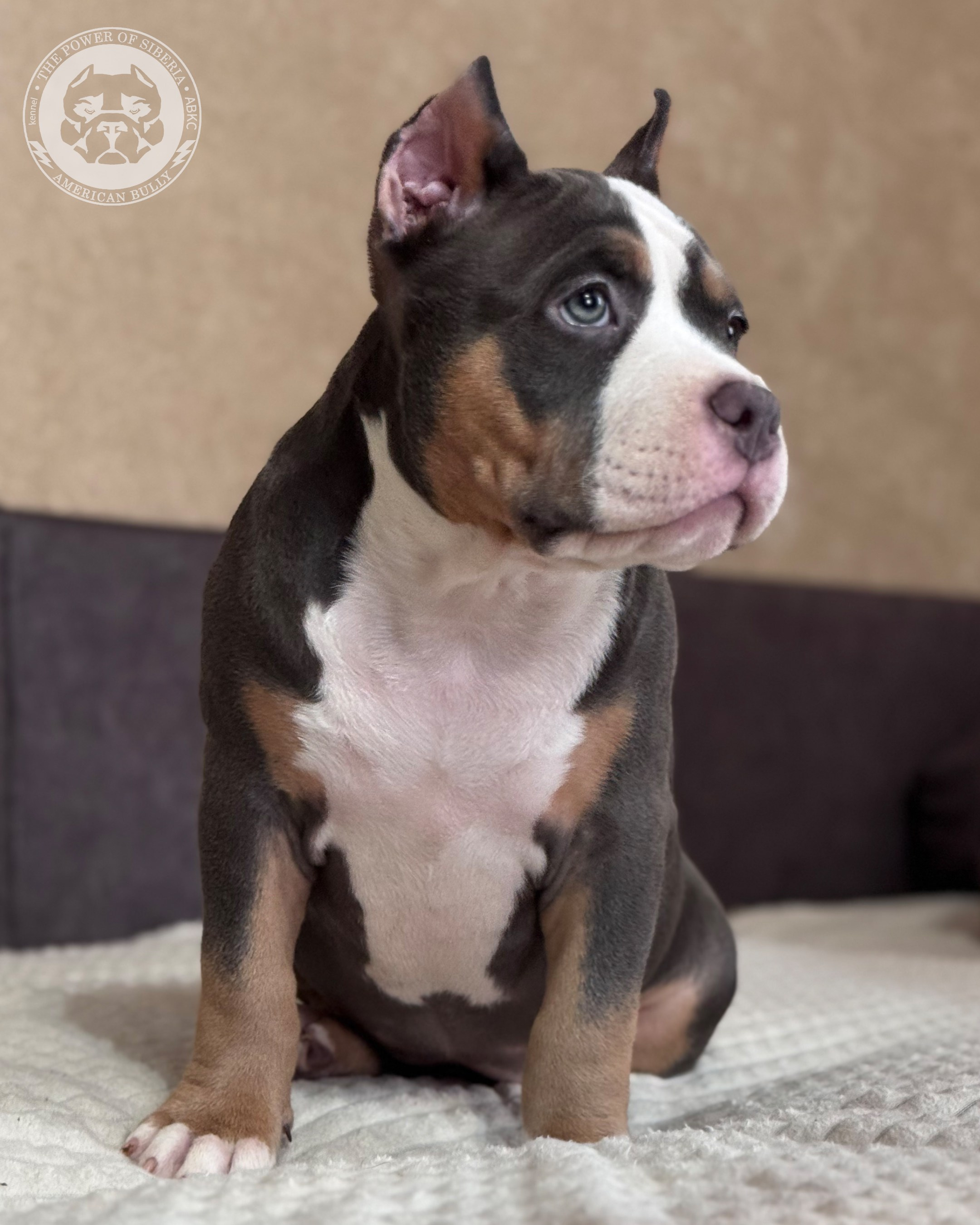 Свободные щенки Американский Булли, в типах покет, классик, стандарт. Американский Булли в г. Ростов-на-Дону. Питомник THE POWER OF SIBERIA