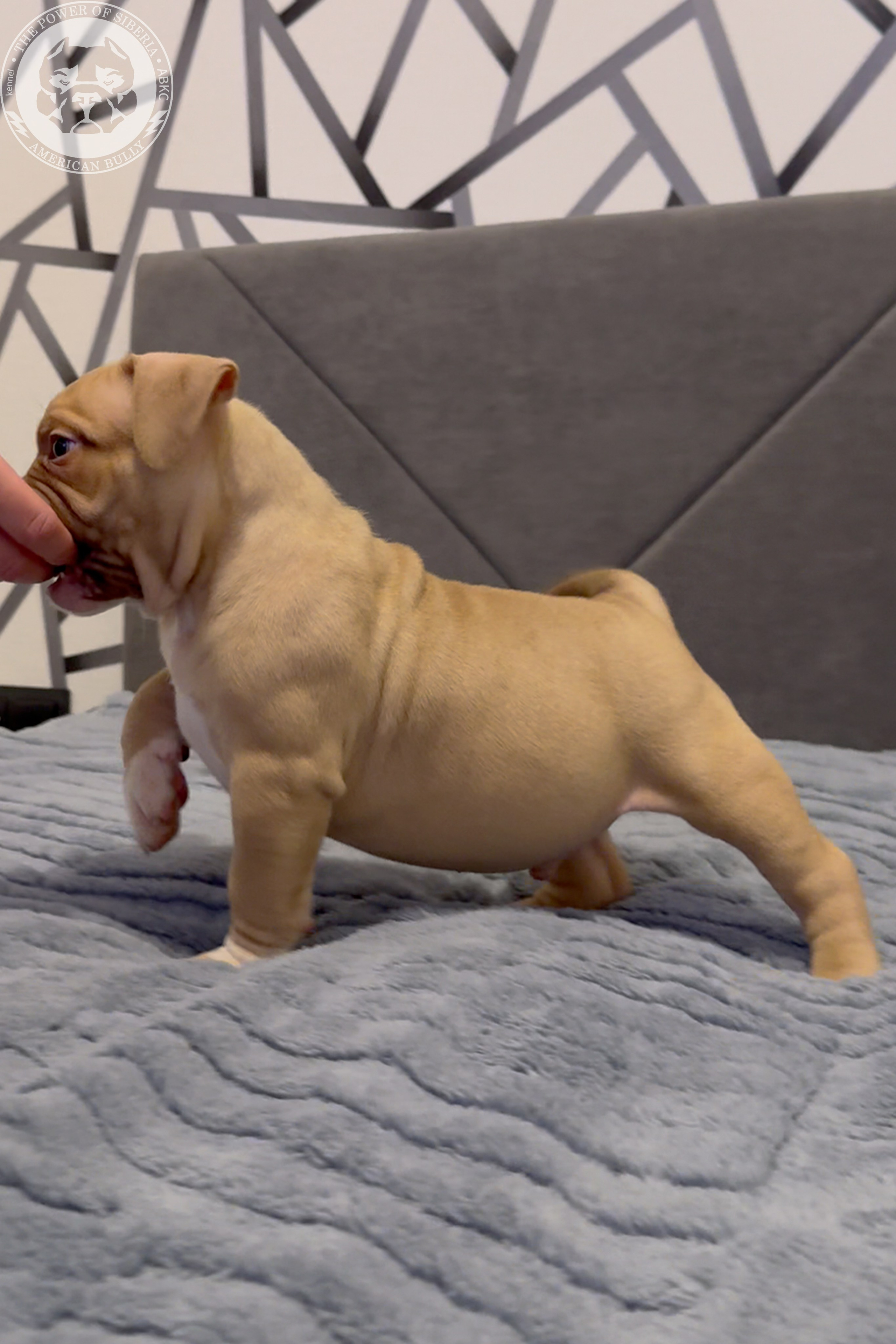 21.02.26-Мила-Турук. Американский Булли в г. Ростов-на-Дону. Питомник THE POWER OF SIBERIA