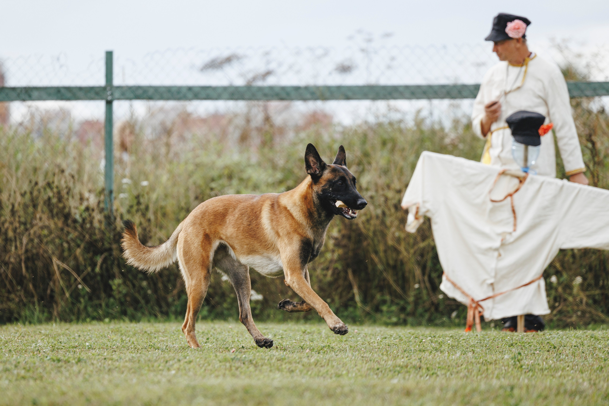 08.08.25-10.08.25 ЧР по мондьорингу г. Вологда. Фотограф-анималист Анна Маринич
