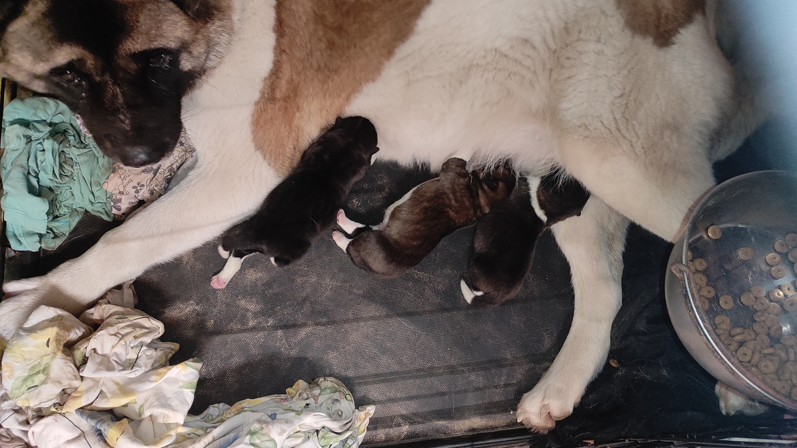 Американская акита  щенки питомник Санкт-Петербург клубные щенки Американская акита питомник RUBYLIGHT Рубилайт купить щенка американской акиты