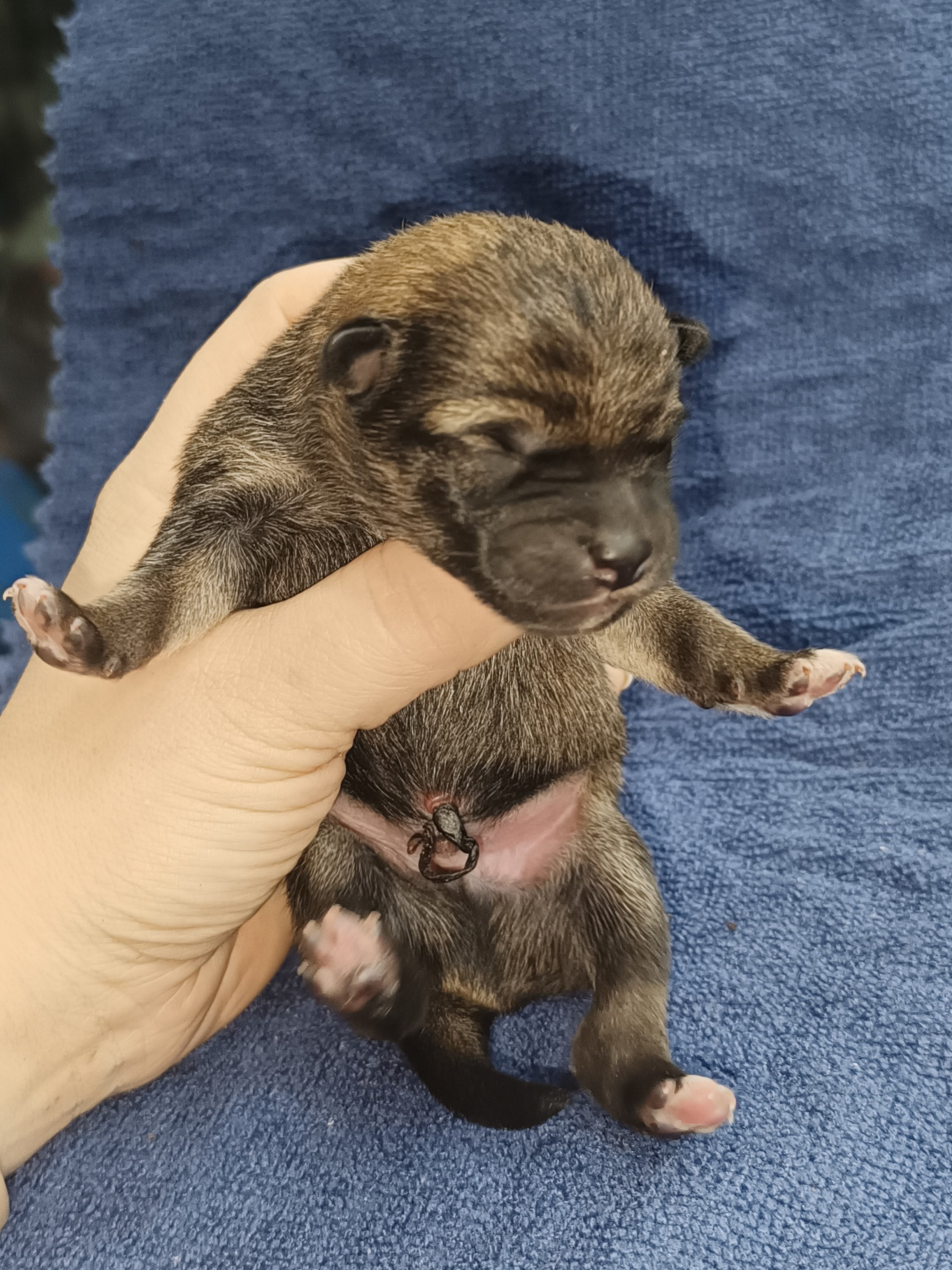 сиба питомник Рубилайт щенки на продажу rubylight  сиба щенки купить СПб Санкт-Петербург 