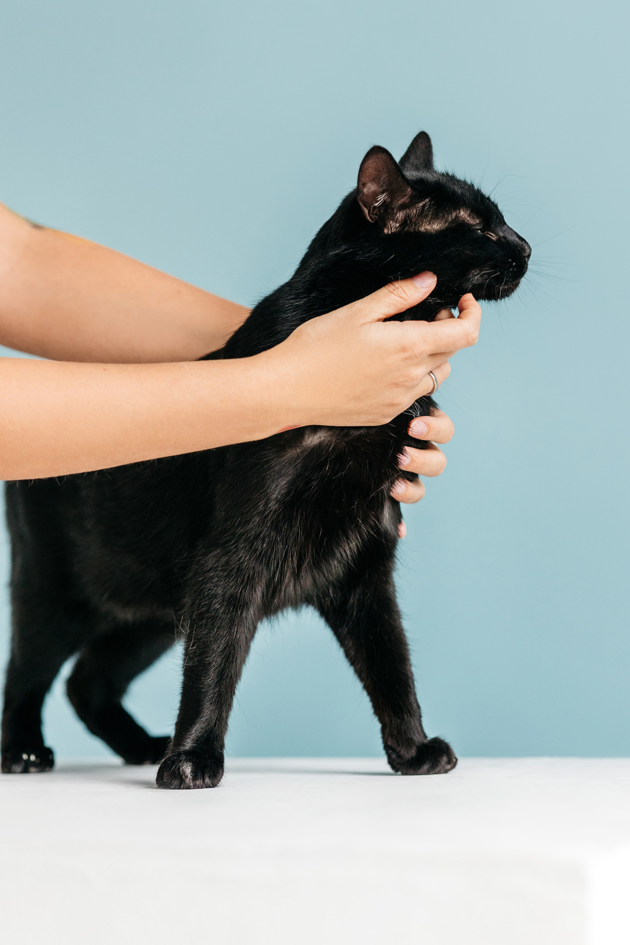 Кузя. Фотограф-анималист Елена Радченко, Москва