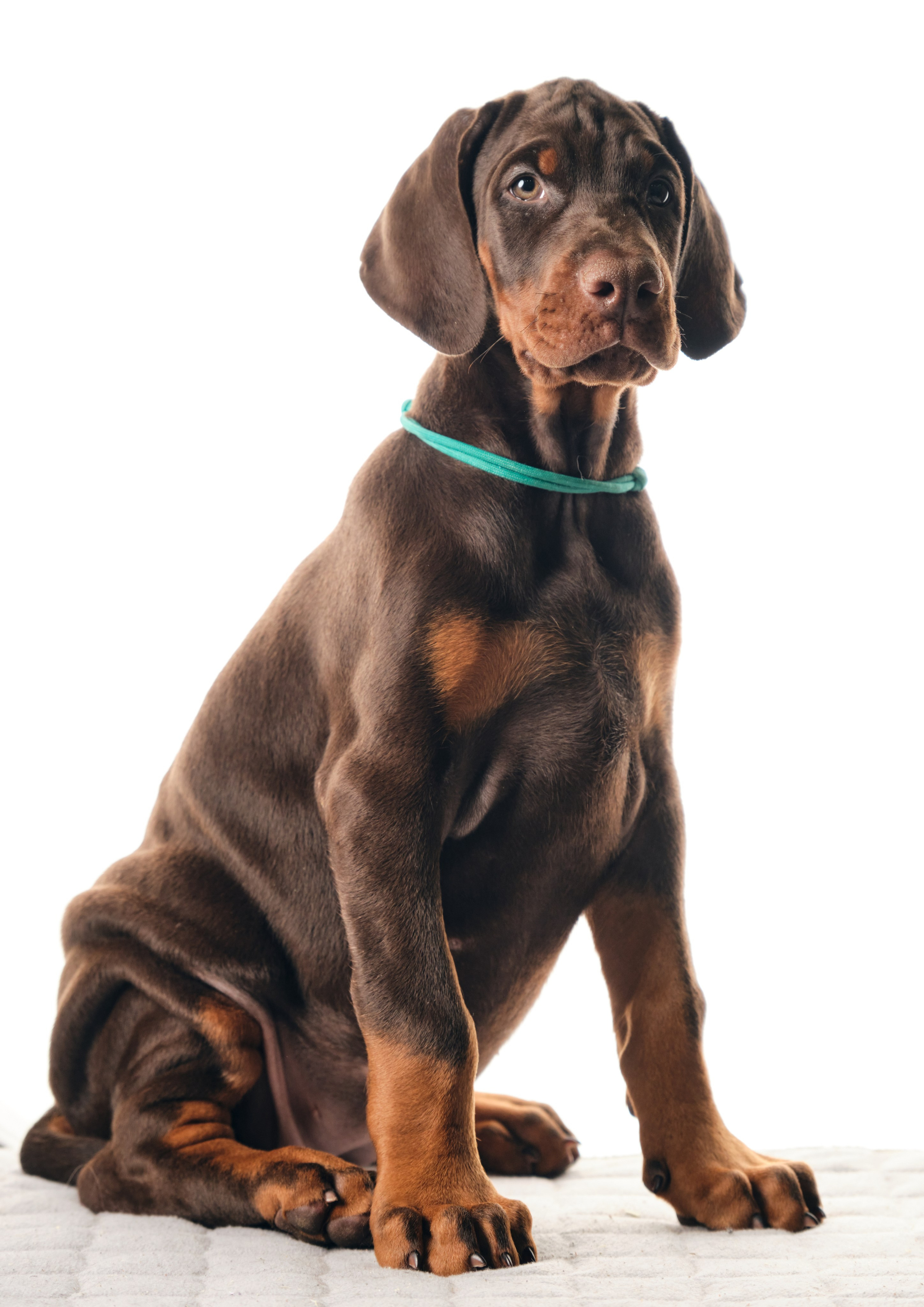 Фотограф животных в Москве и московской области. Профессиональный фотограф в Москве — Максим Дьяконов