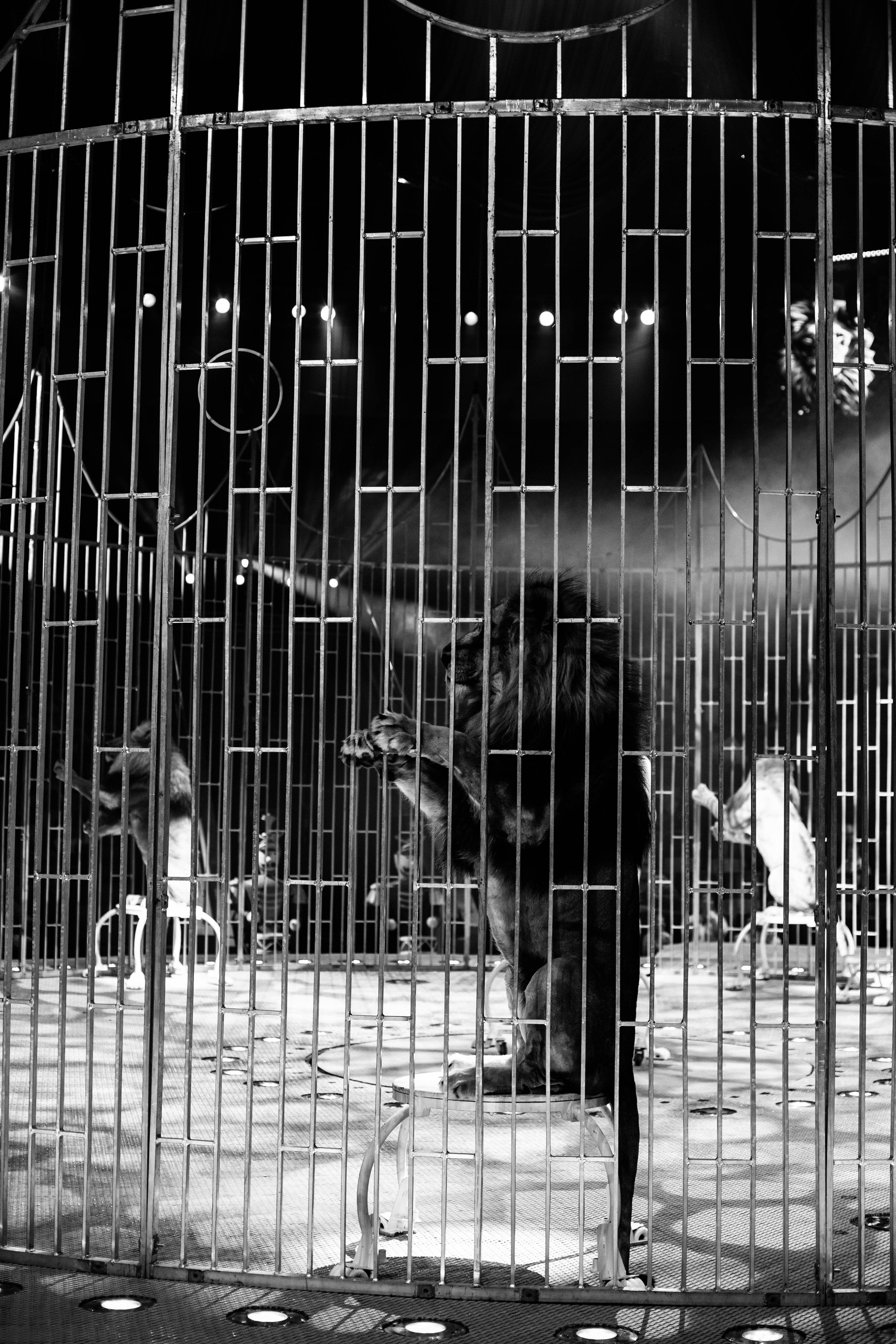 Нижегородский цирк. Шоу фонтанов. Фотограф в Нижнем Новгороде