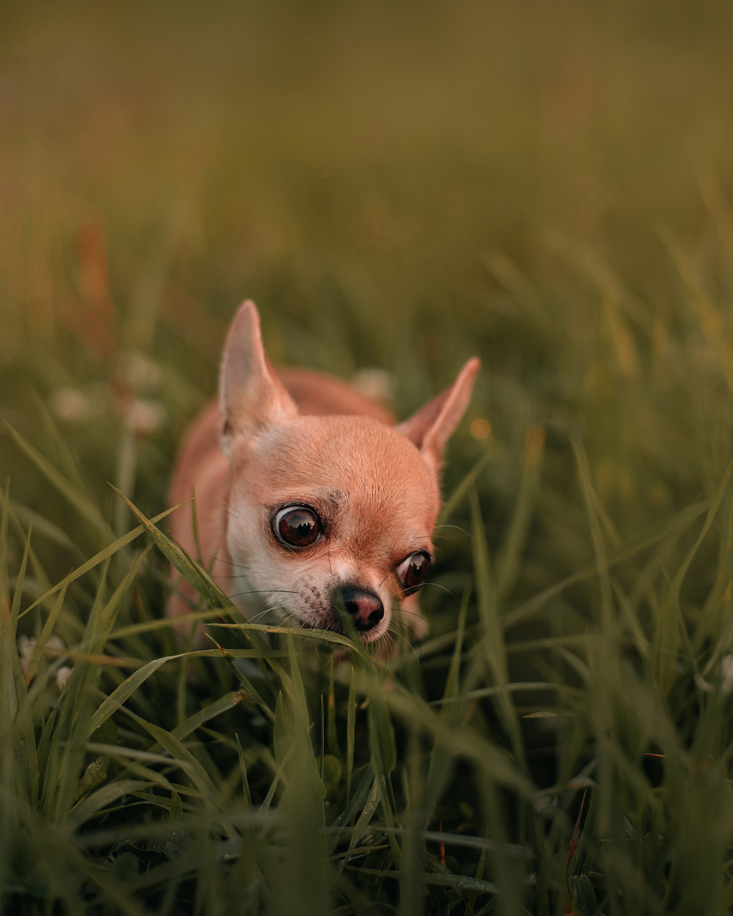 Прогулка: чихуахуа Хенни и Алина во Владивостоке. Портфолио
