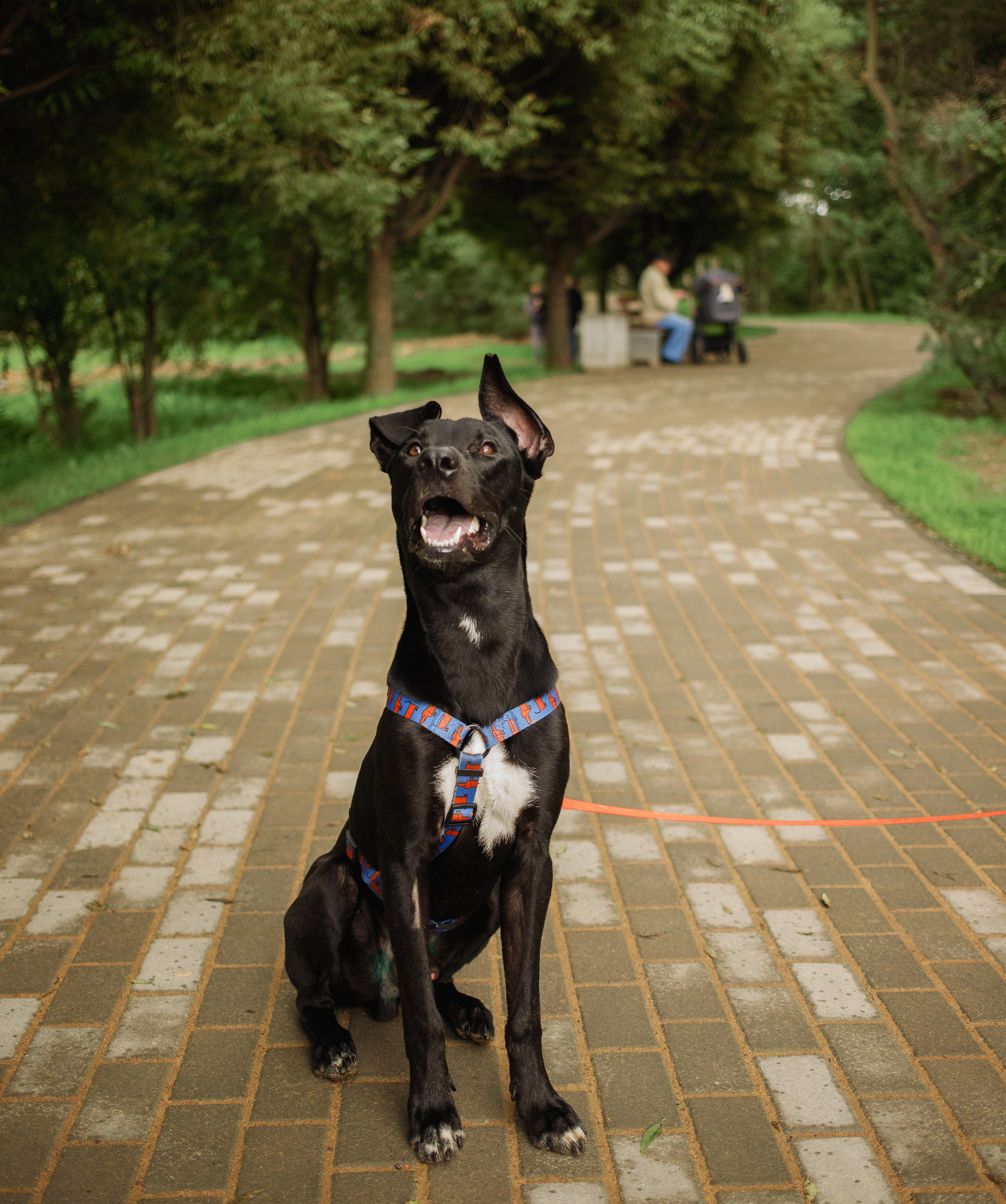 Отис ищет дом. Портретный фотограф в Санкт-Петербурге Катя Протасевич