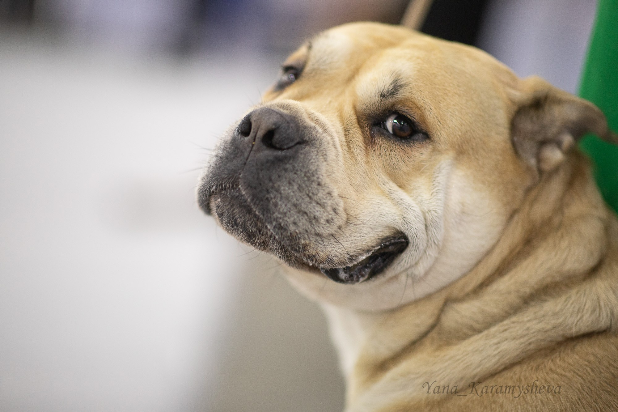 Экстерьерная, ринговая. Yana Karamysheva Animal Photo