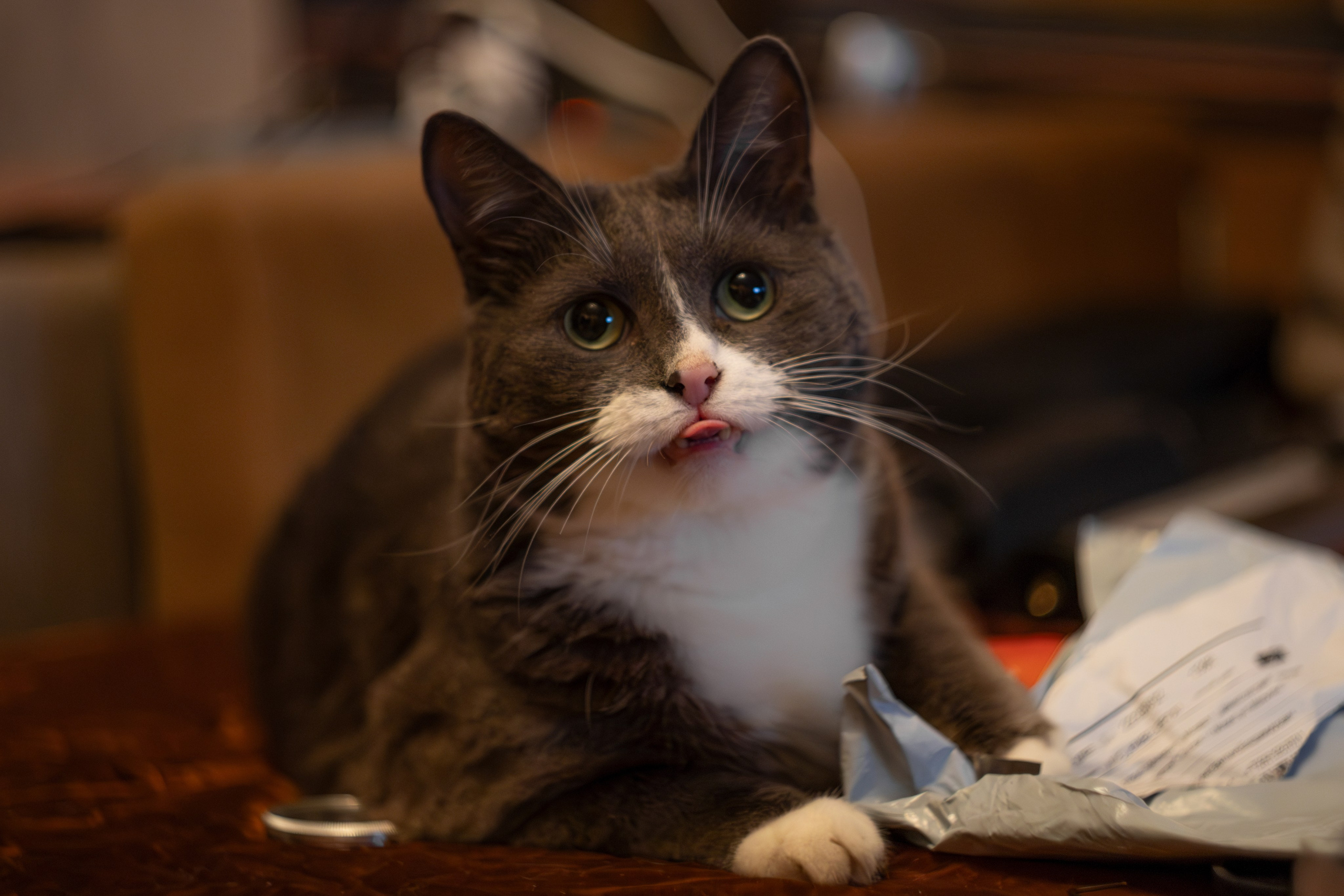 Котики. Photomantis