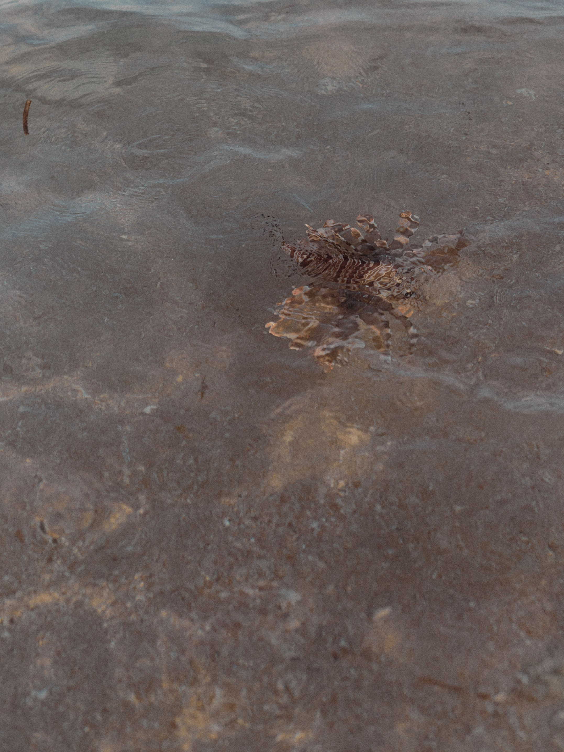 Диптих. Jorgis — фотограф в Хургаде / обучение фотографии