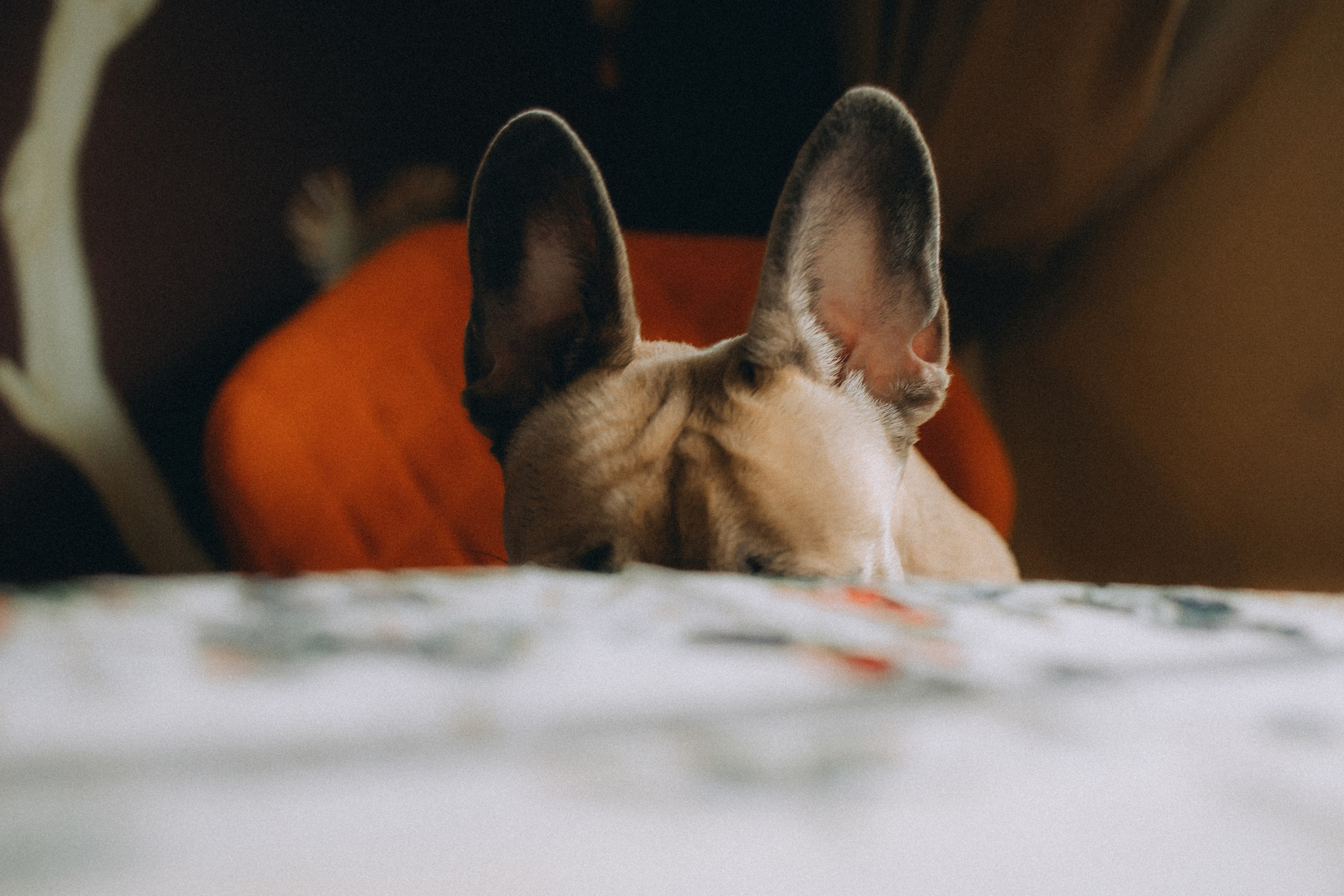 Юля, Мия и Зек