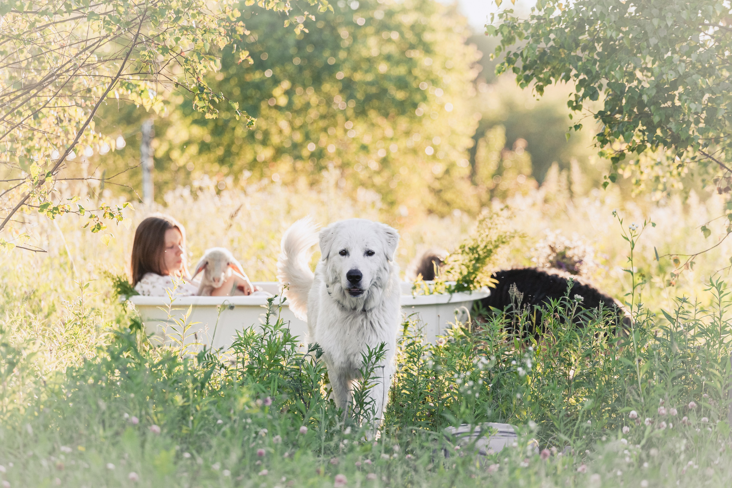 Ванна в поле. Фотограф-анималист Татьяна Степанова