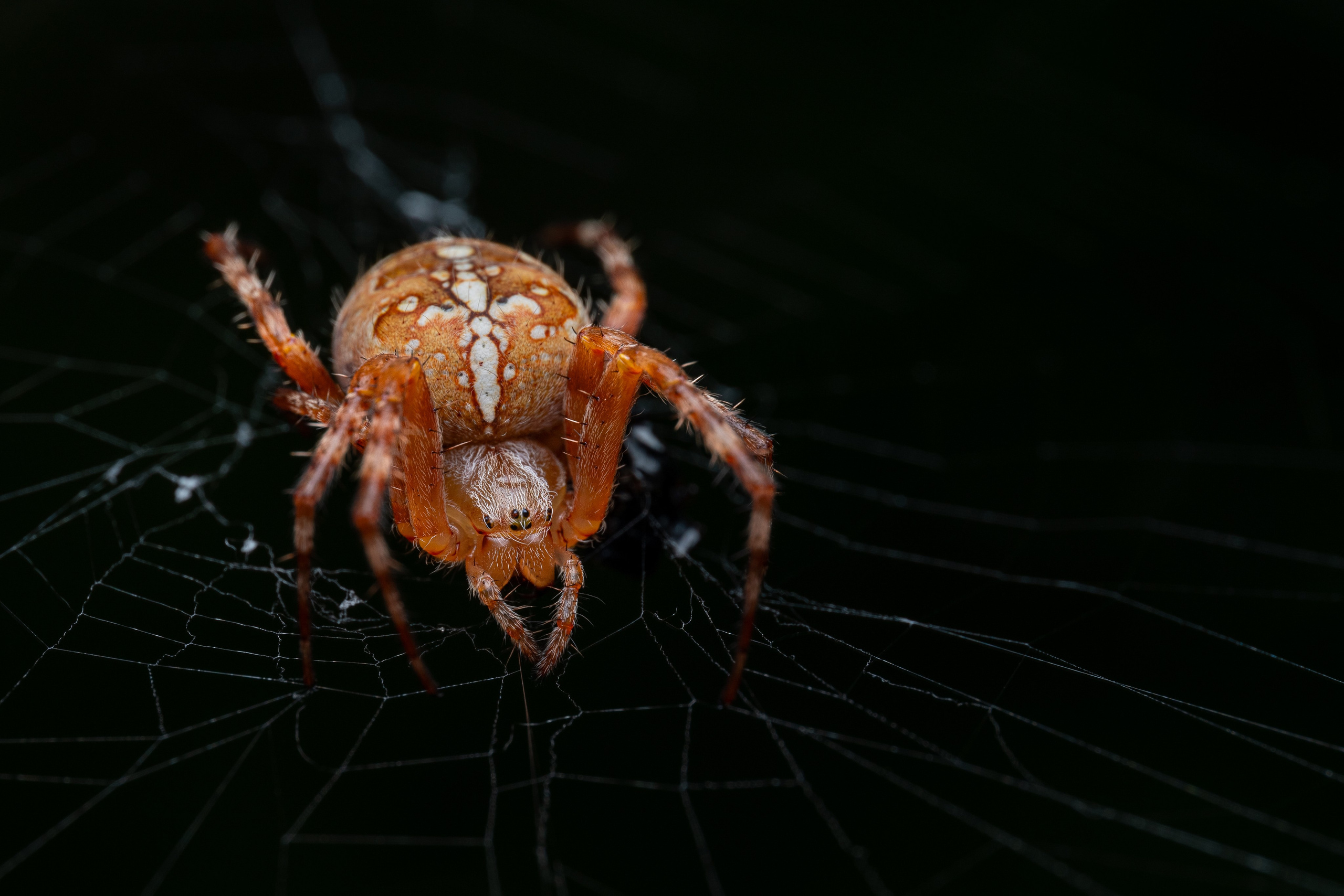 Обыкновенный крестовик