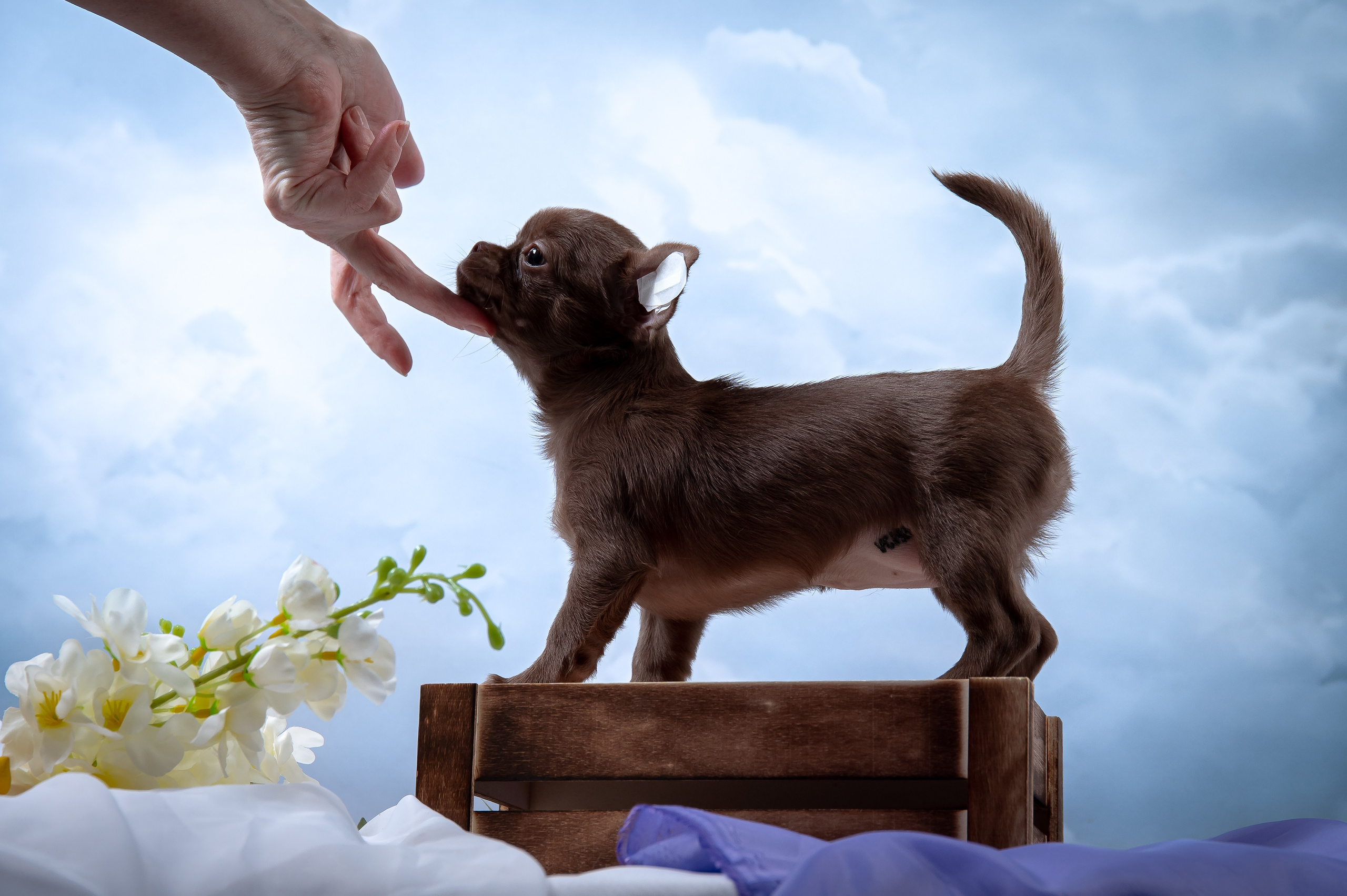 Щенки. Фотограф-анималист в Санкт-Петербурге Анастасия Иванова