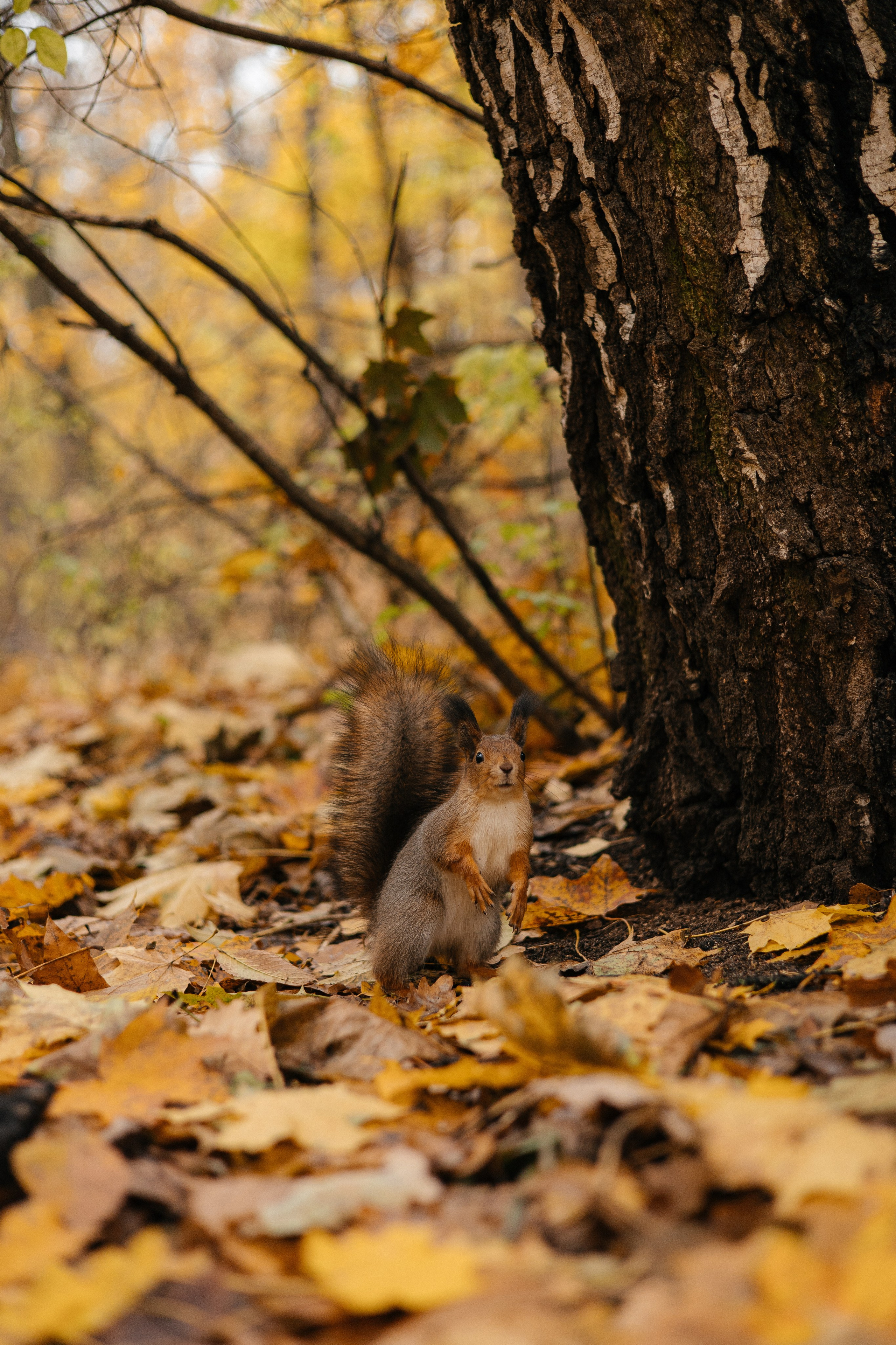 Аня и Ириска. Фотограф Анна Луценко Москва