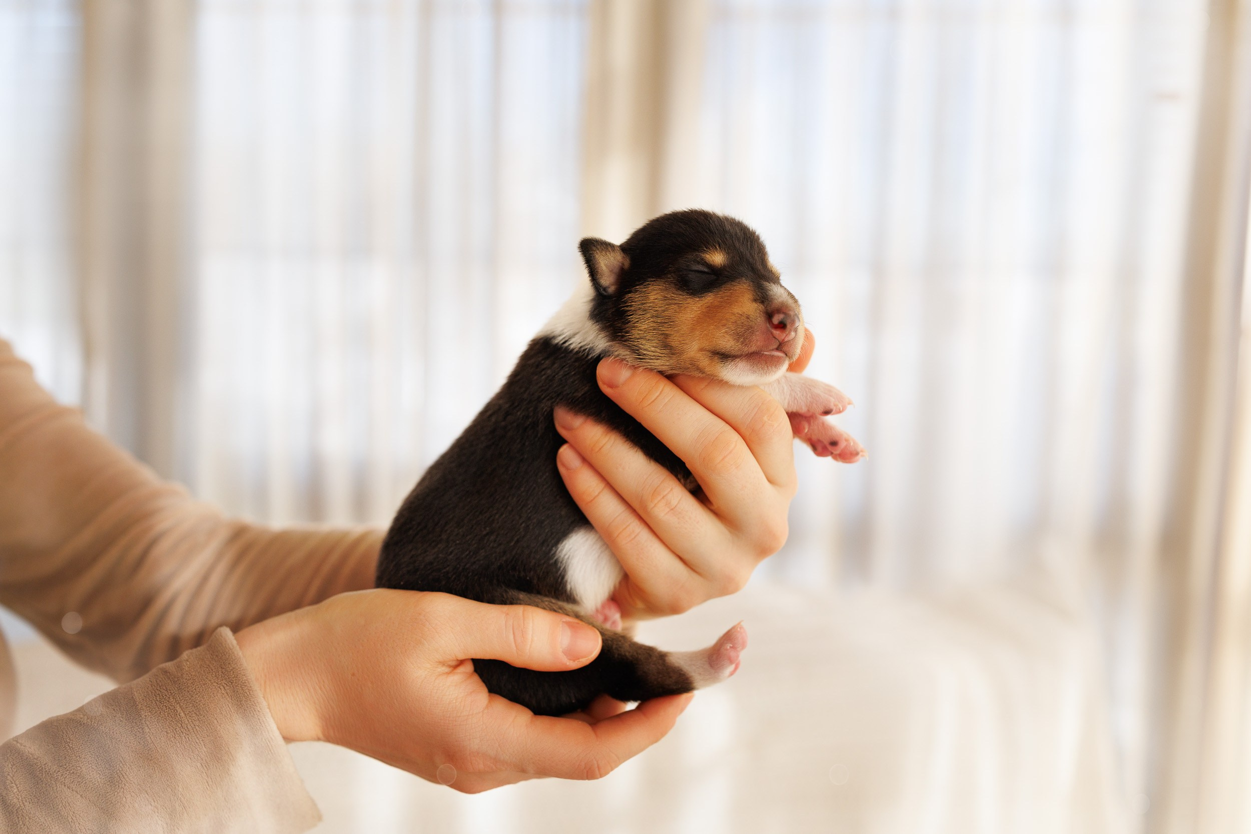 Короткошерстные колли в 2 недели. Фотограф-анималист в Москве и Московской области Татьяна Фролова