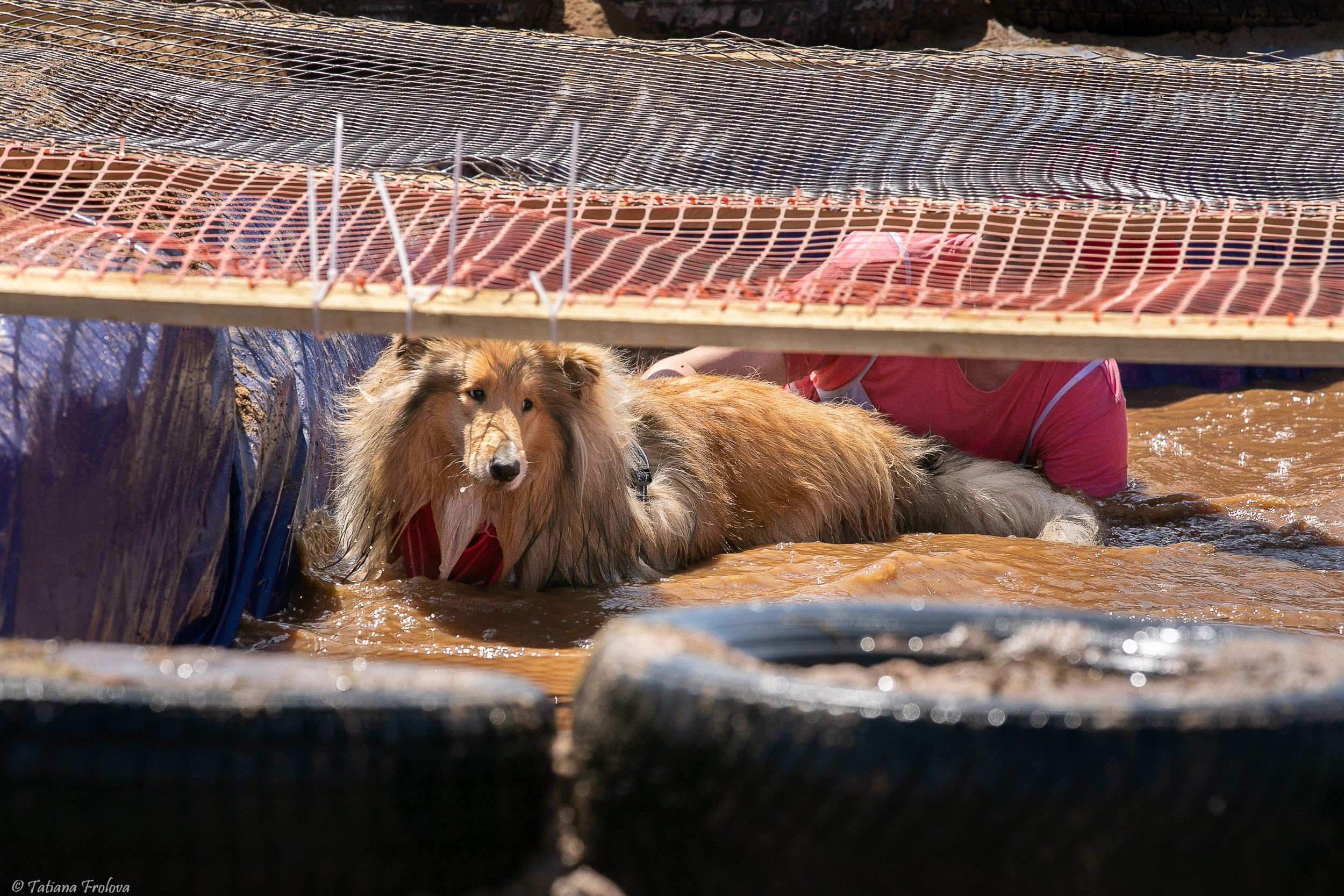 Фоторепортаж с забега с собаками. Фотограф-анималист в Москве и Московской области Татьяна Фролова
