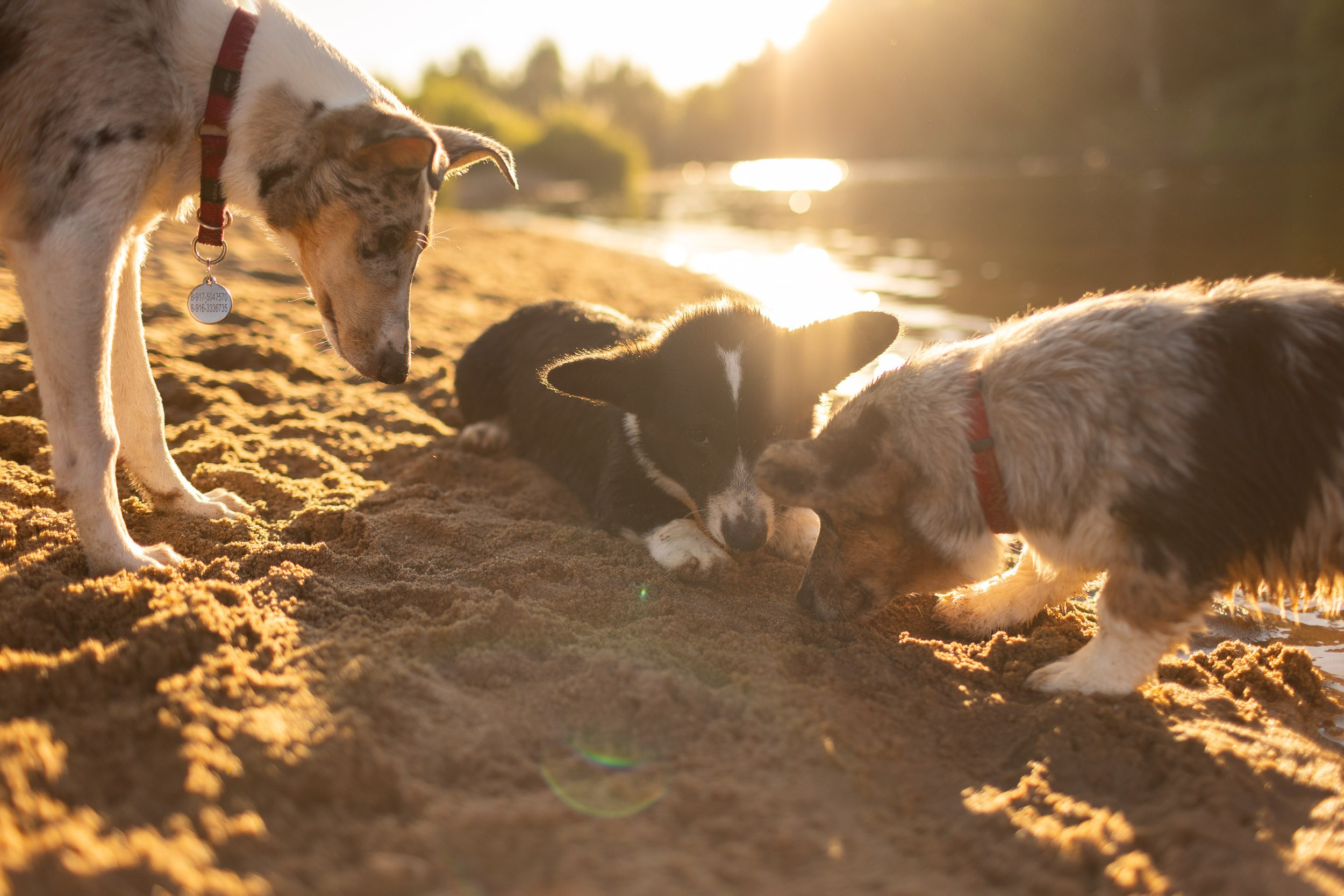 Купание щенков в стиле лайфстайл. Фотограф-анималист в Москве и Московской области Татьяна Фролова