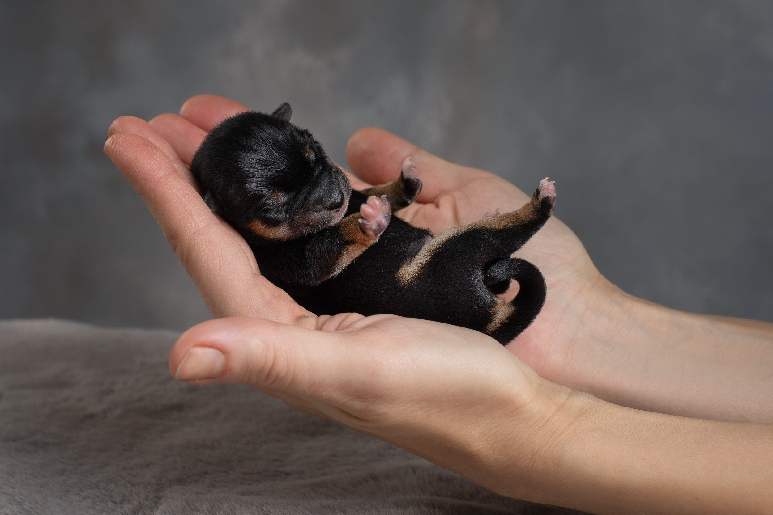 Ньюборн съемка для помета новорожденных щенков мамесиба. Фотограф-анималист в Москве и Московской области Татьяна Фролова