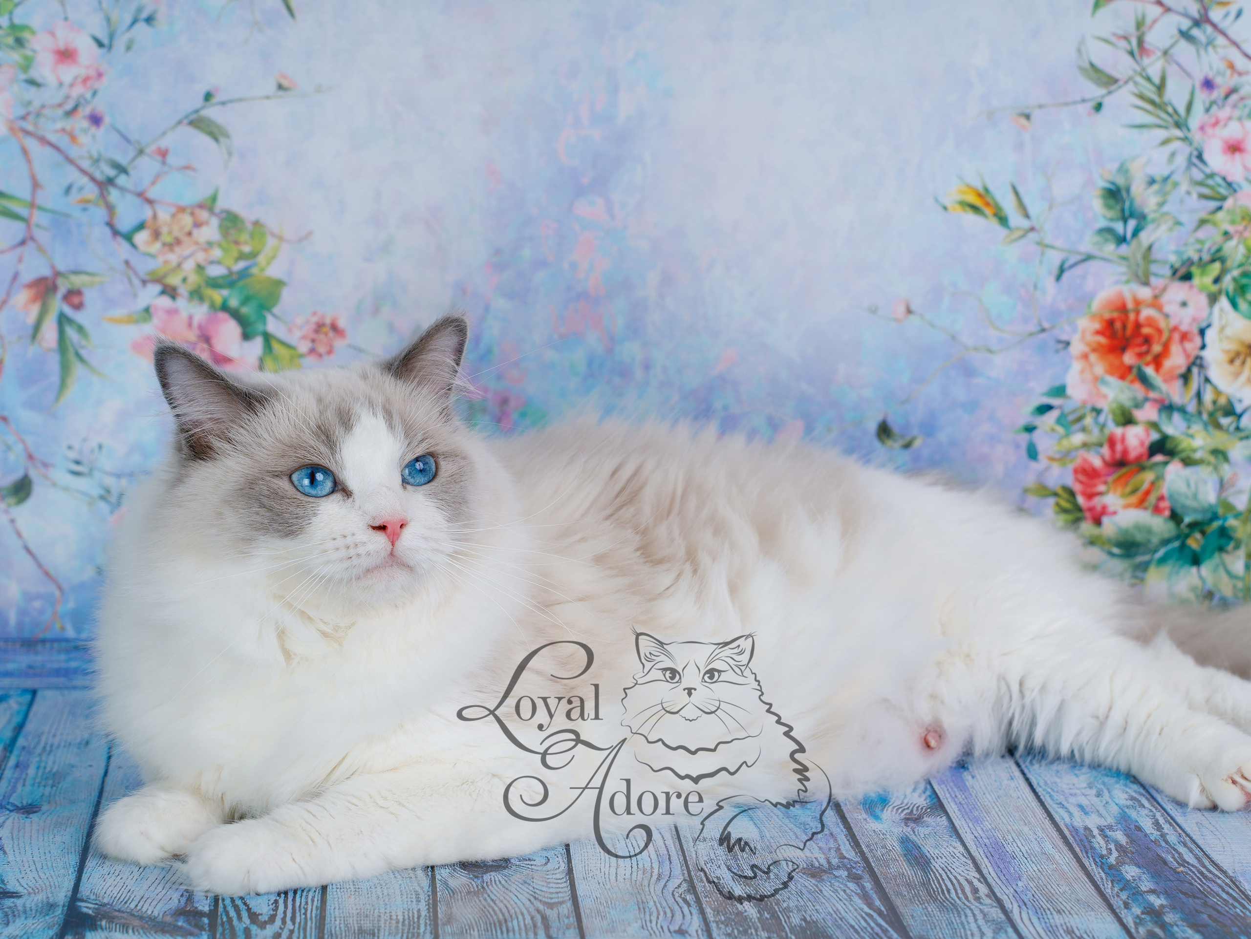 Кошки производители Loyal Adore. Питомник рэгдолл Loyal Adore