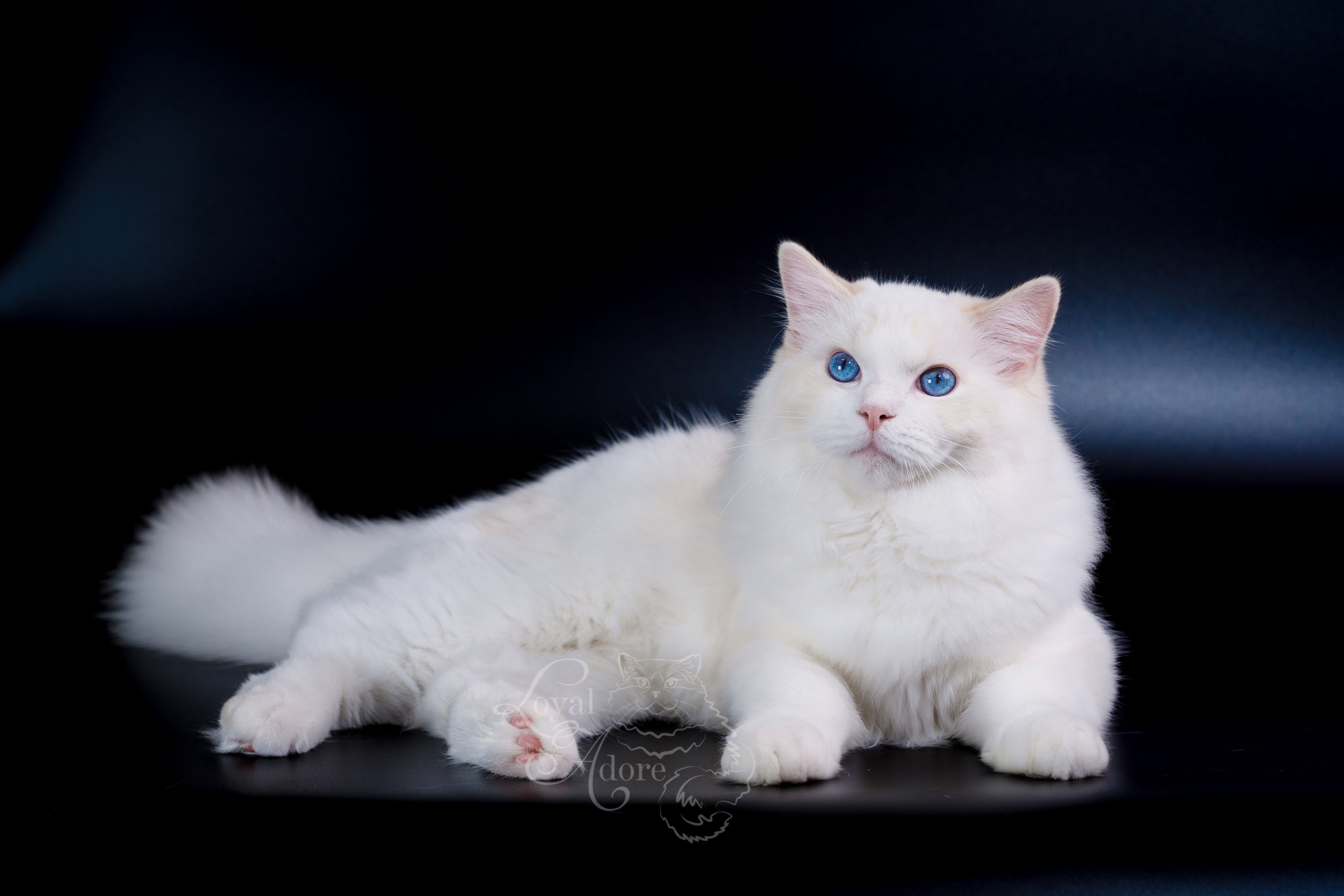 Коты производители Loyal Adore. Питомник рэгдолл Loyal Adore