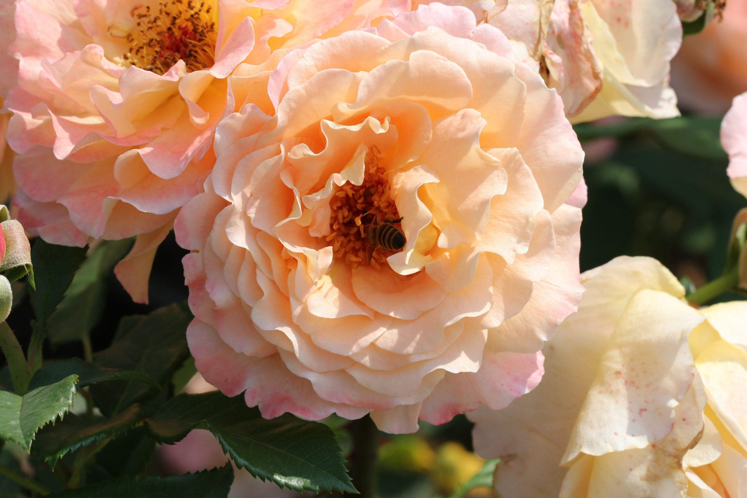 Долина роз в Кисловодске. Фото-художник и Репортажный фотограф Николаев Александр Алексеевич