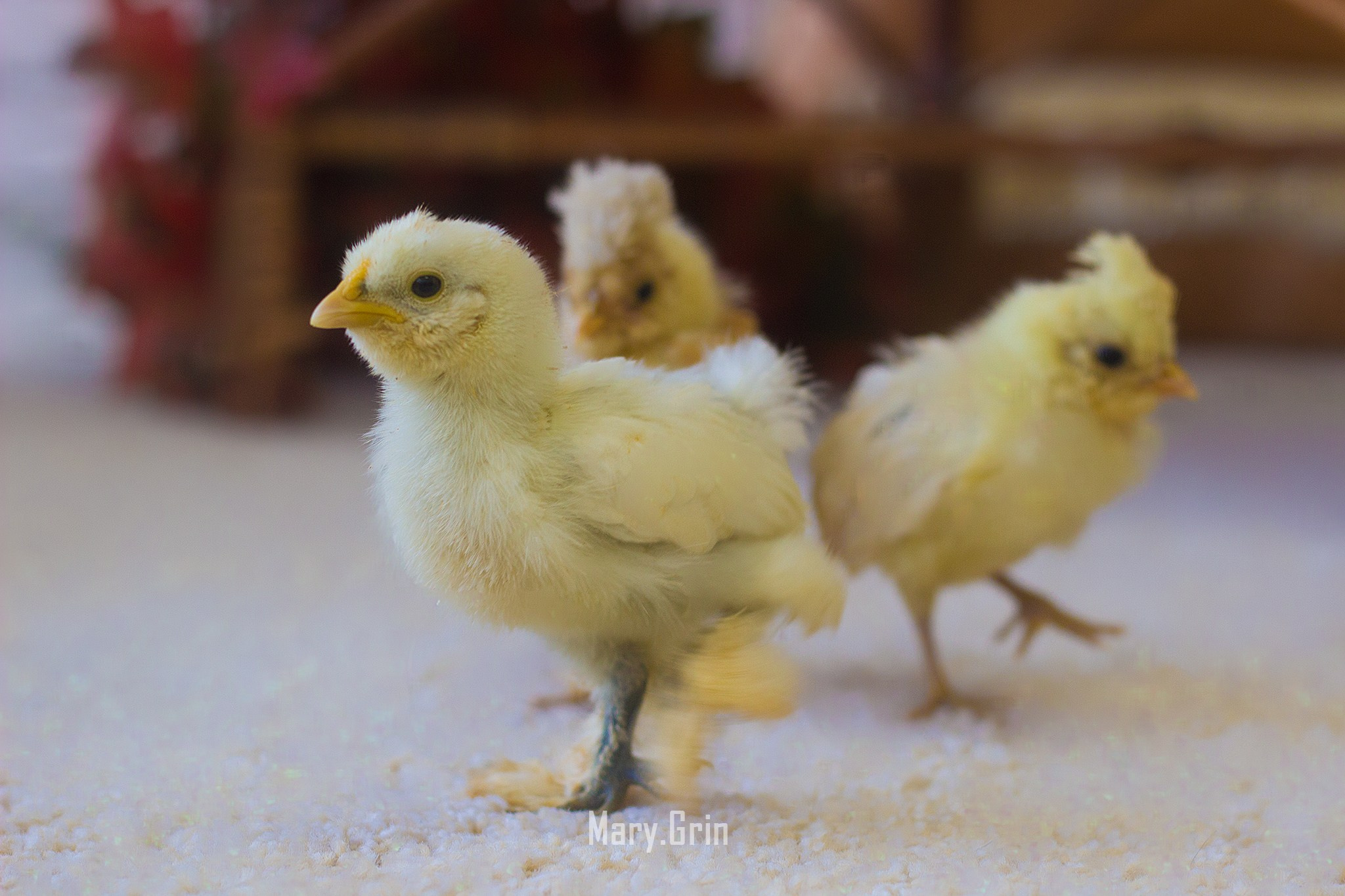 Студийная фотосессия с цыплятами. Детский и семейный фотограф, фотограф мероприятий Нижний Новгород