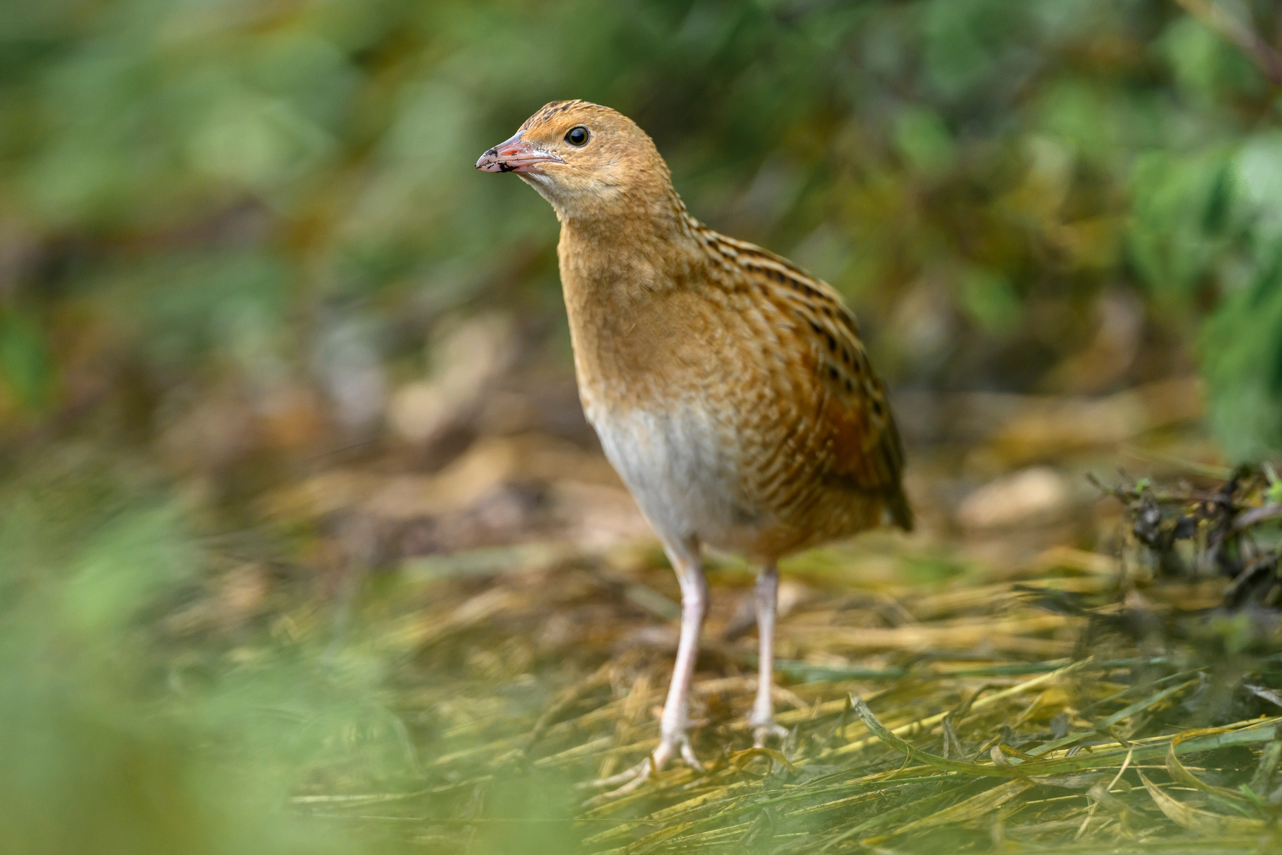 Коростель, кукушка, каменка. Wildlife photography by Sergey Puponin