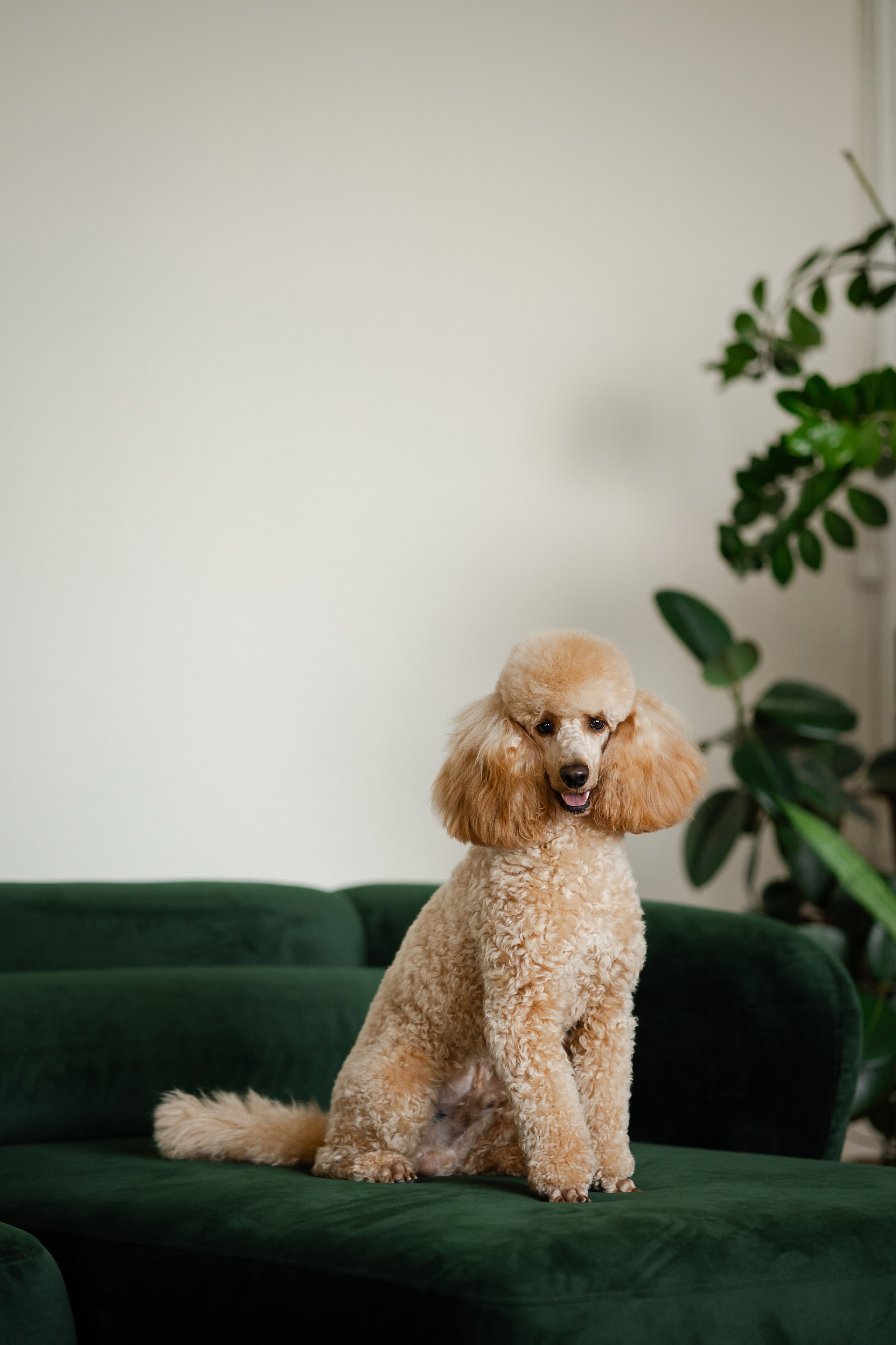 Фотосессия пуделя в студии. Фотограф-анималист в Краснодаре Маша Мельникова