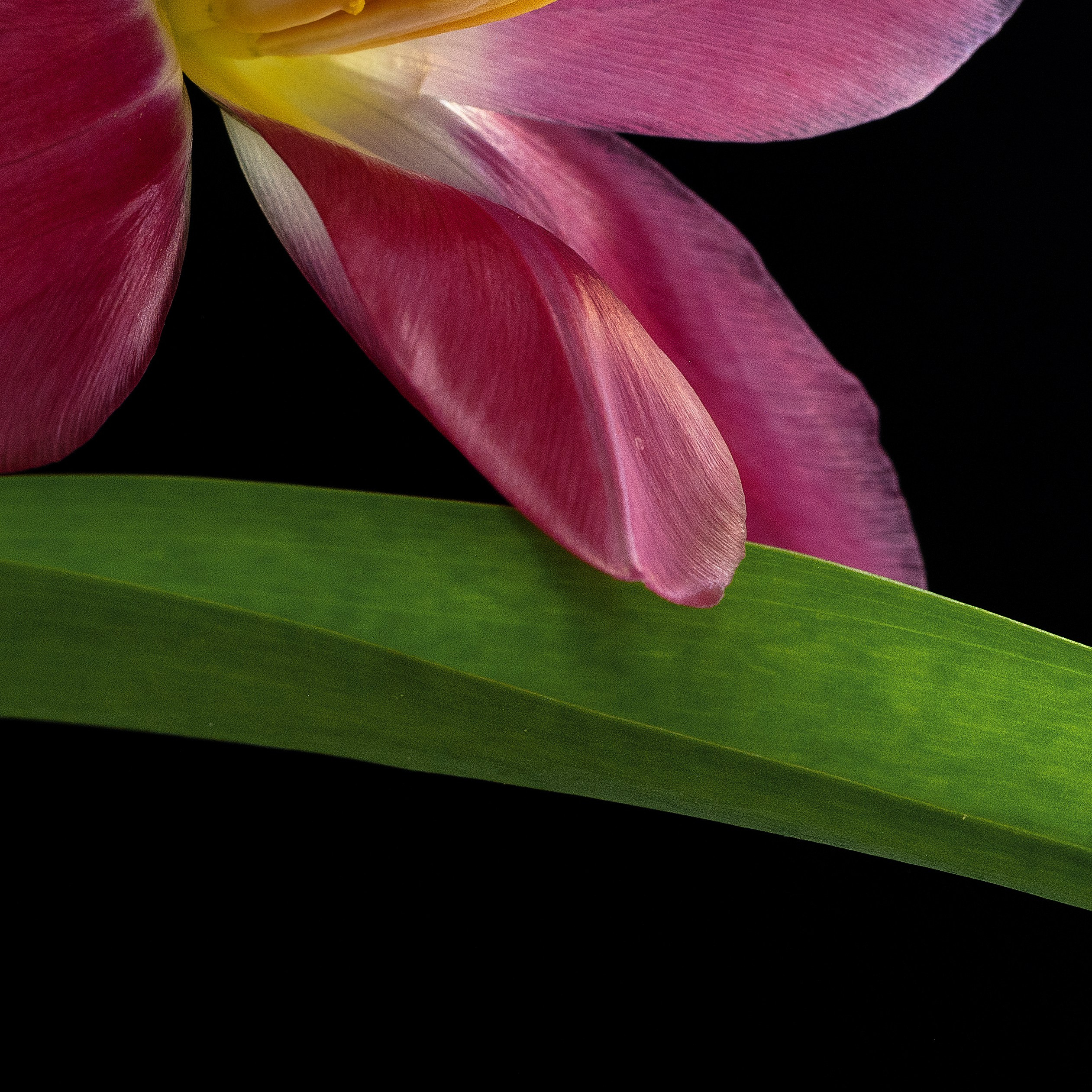 Last Petal. Author’s fine art prints with international delivery