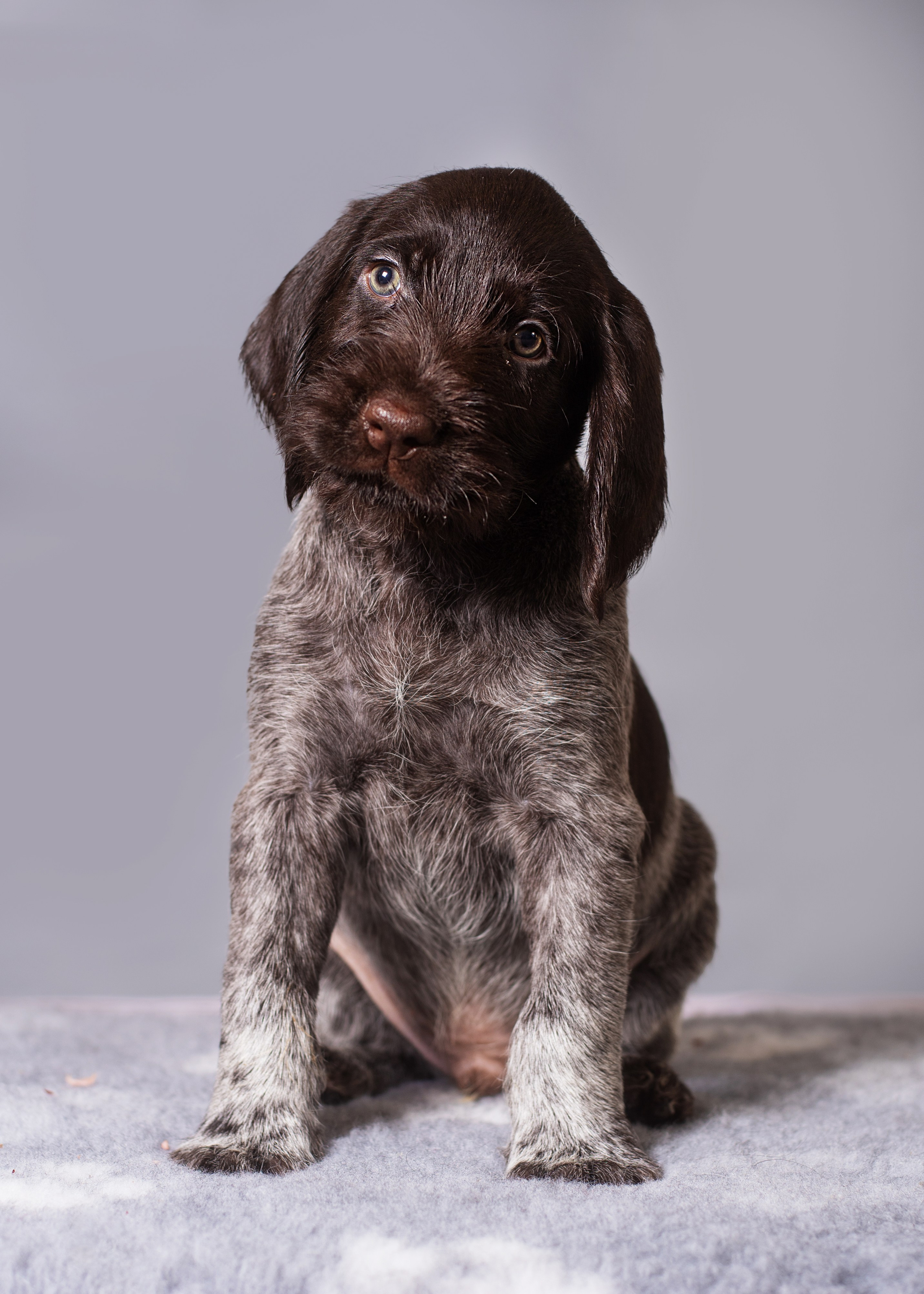 Дратхаарята. Дог-фотограф в Тюмени Александра Королева