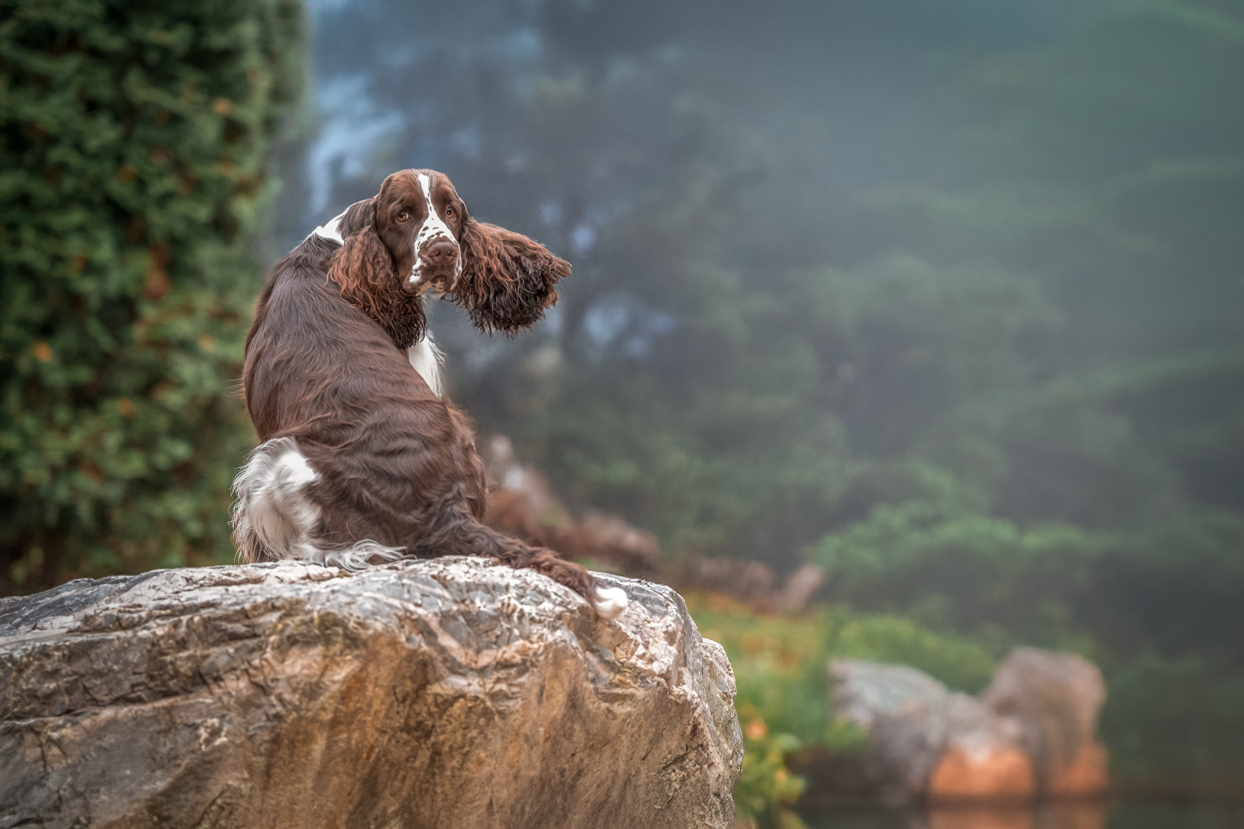 Дон для Натальи!. Зоофотограф, фотограф животных в Москве и области Дина Дамоцева