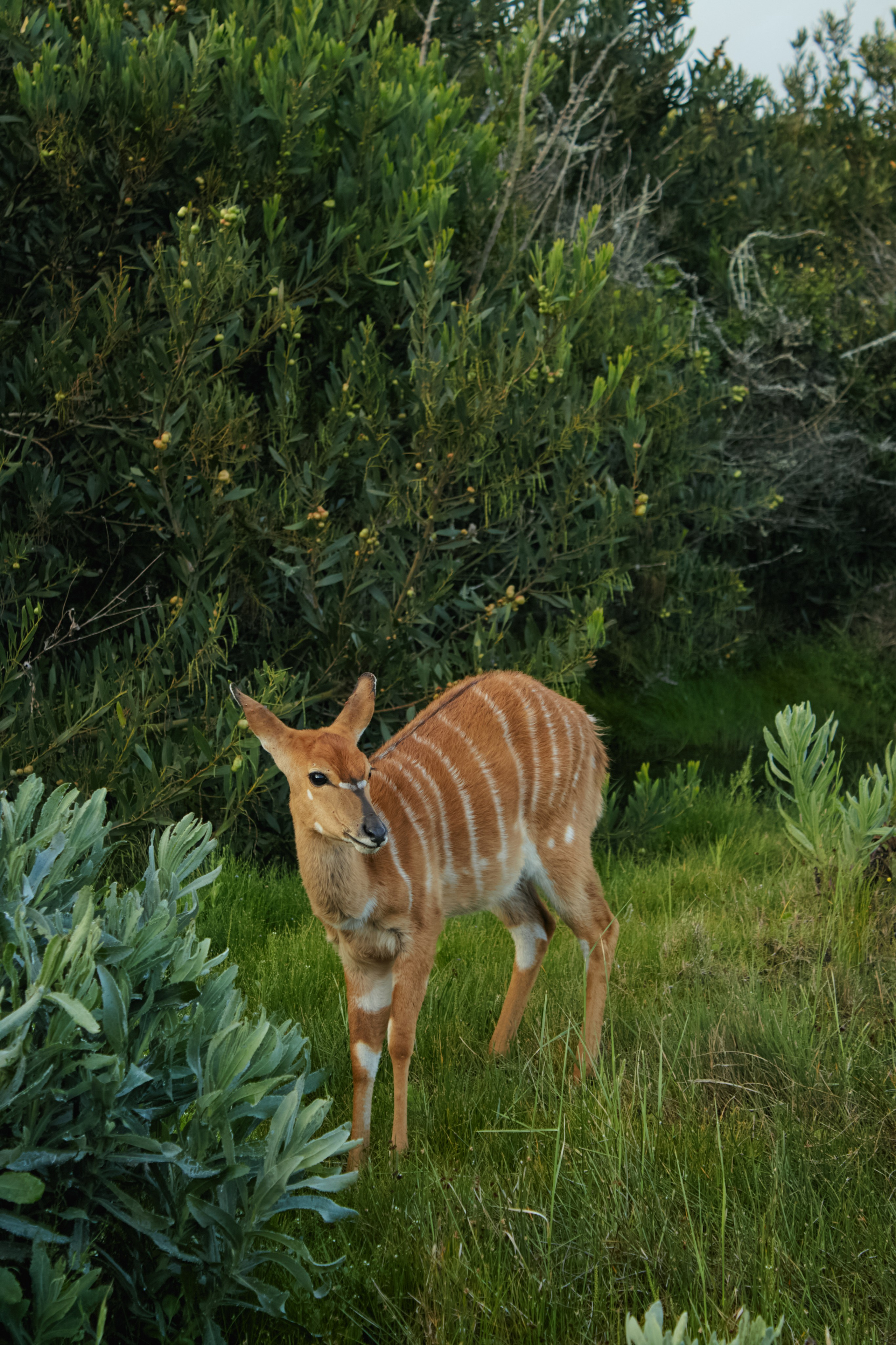 ЮАР. Профессиональный Фотограф во Владимире, в Москве и в Суздале — Полина Романычева