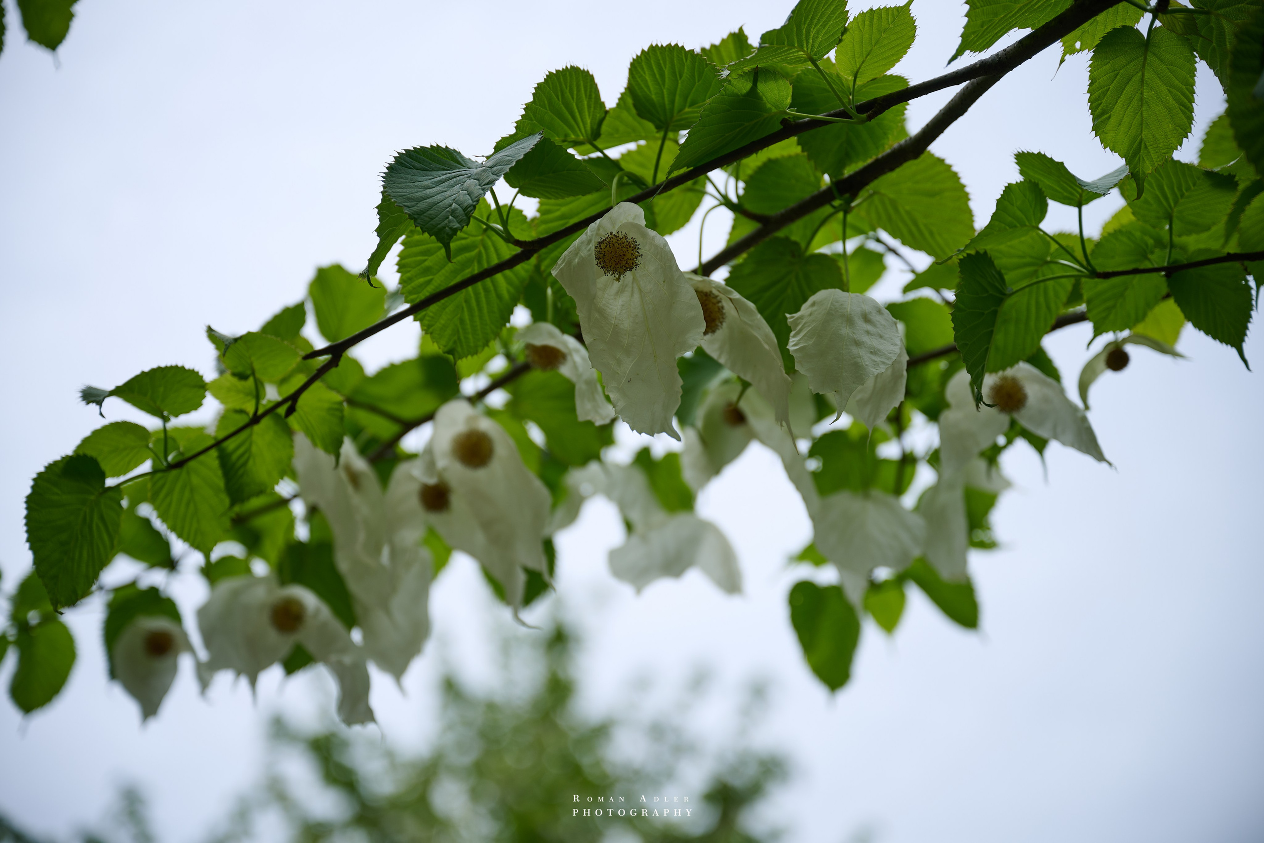 Гора Тяньмэнь (кит. 天门山, Tiānmén Shān)
