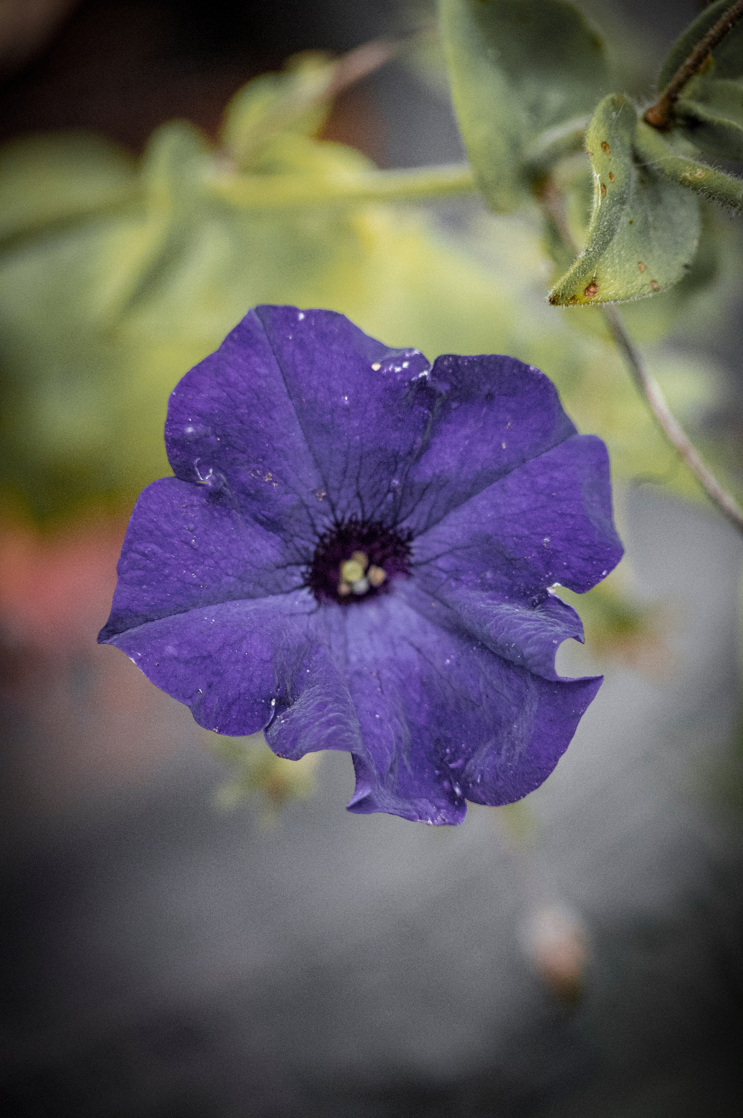 Осенние цветы. Фотограф Роман Адлер