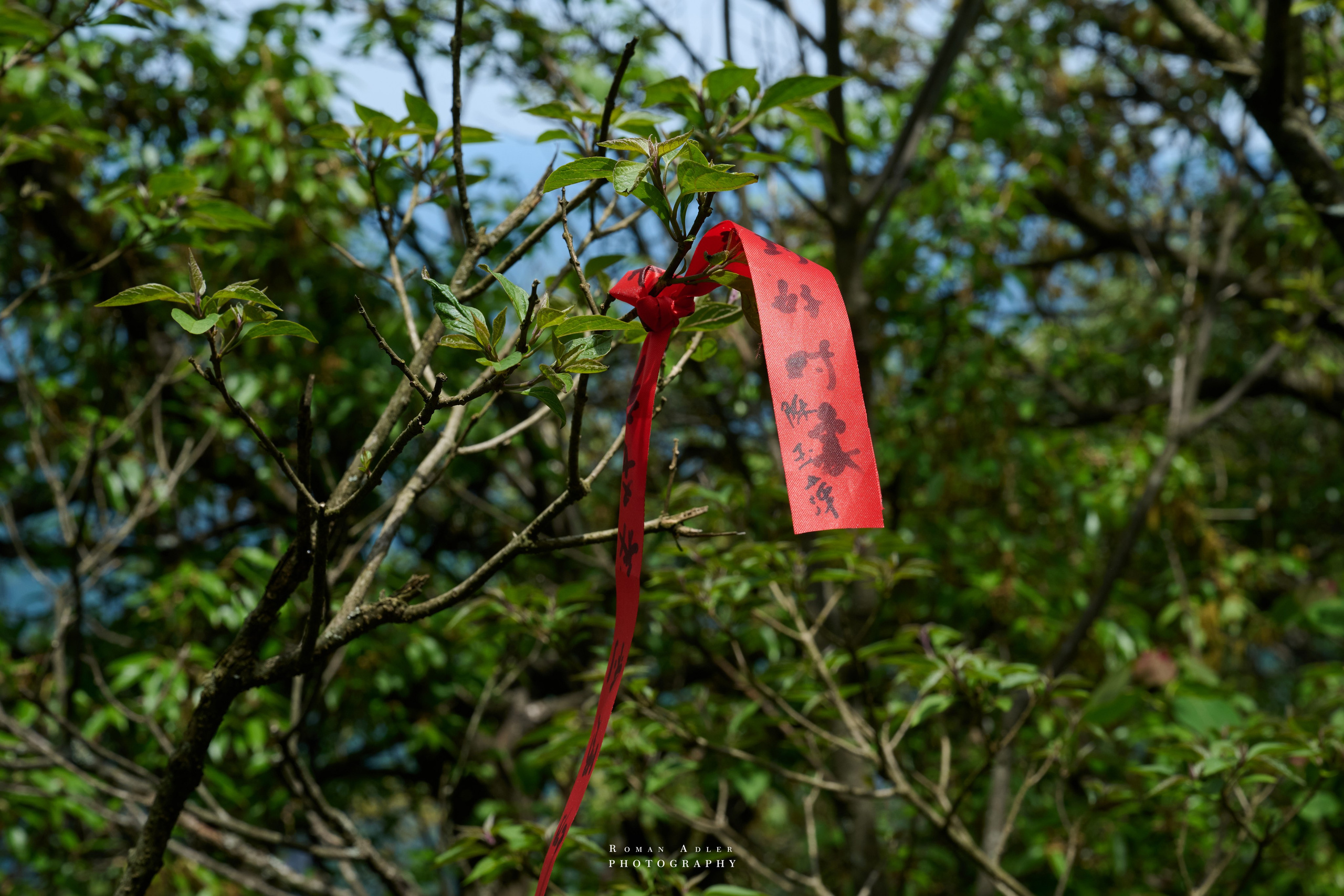 Heaven’s Gate — Zhangjiajie’s Iconic Mountain