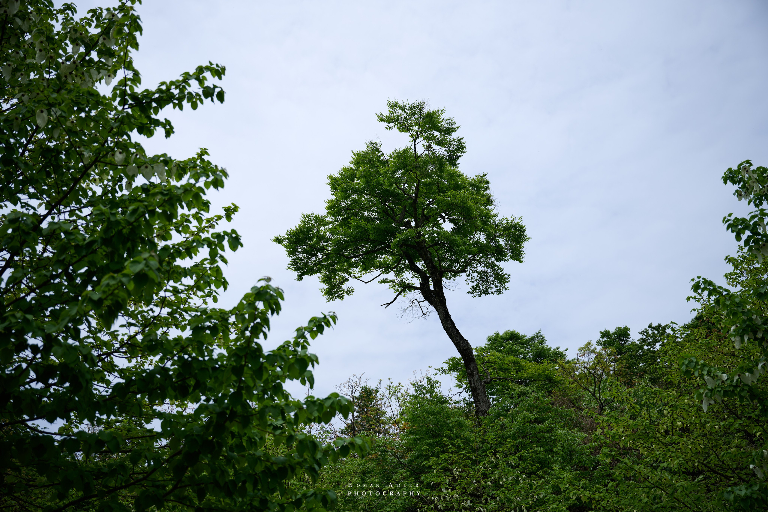 Гора Тяньмэнь (кит. 天门山, Tiānmén Shān)