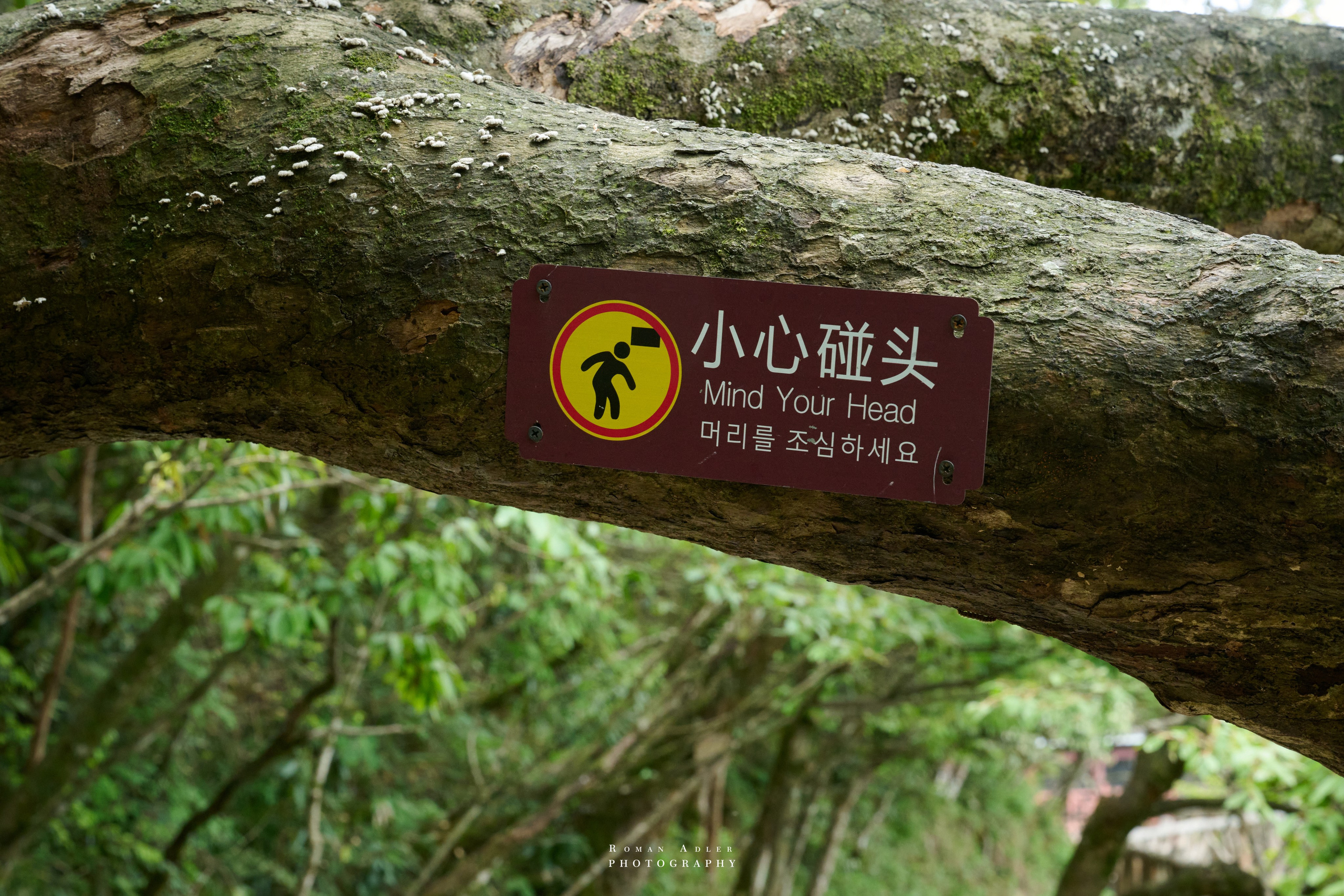 Heaven’s Gate — Zhangjiajie’s Iconic Mountain