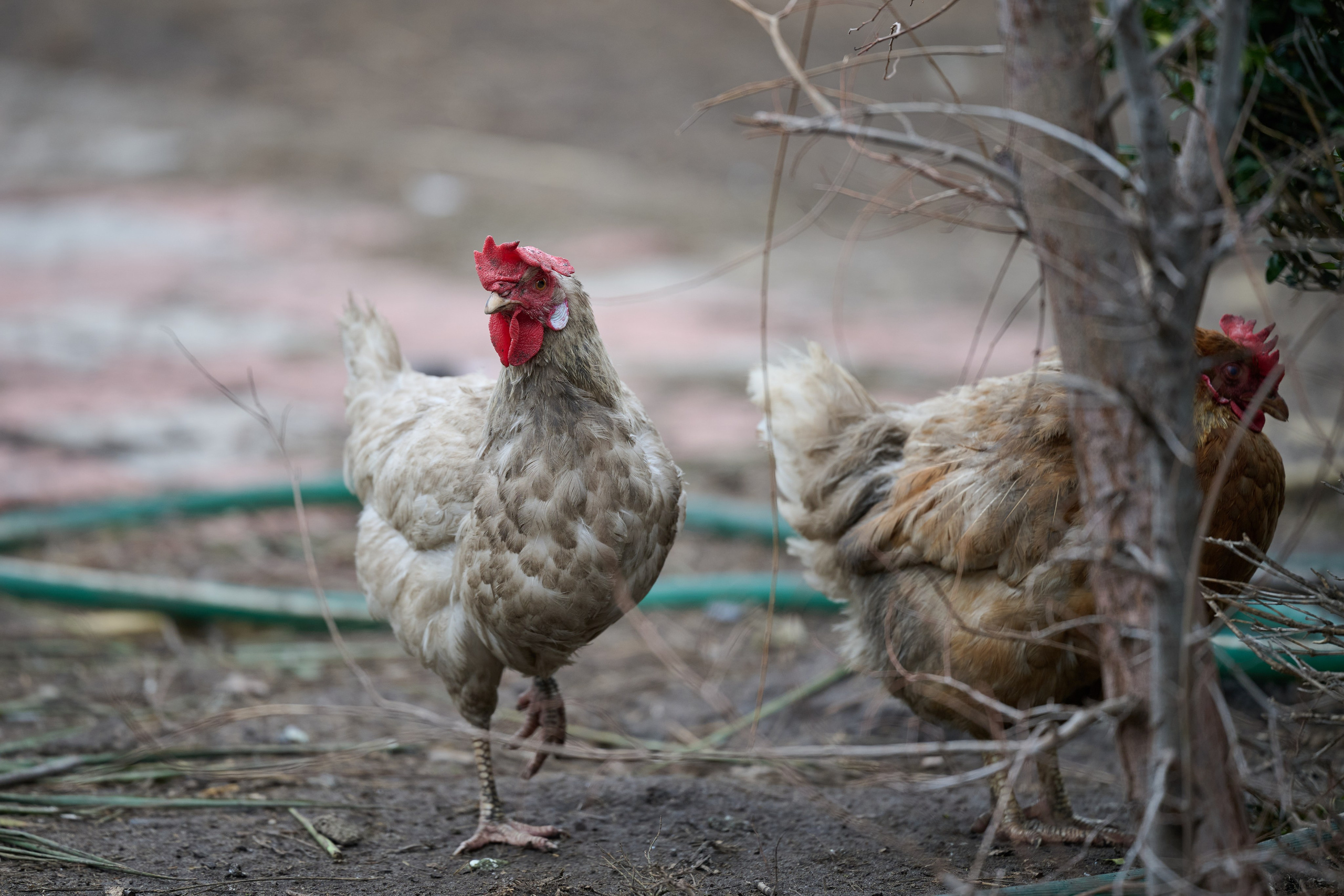 Рубежное. Ноябрь 2024. Фотограф Роман Адлер